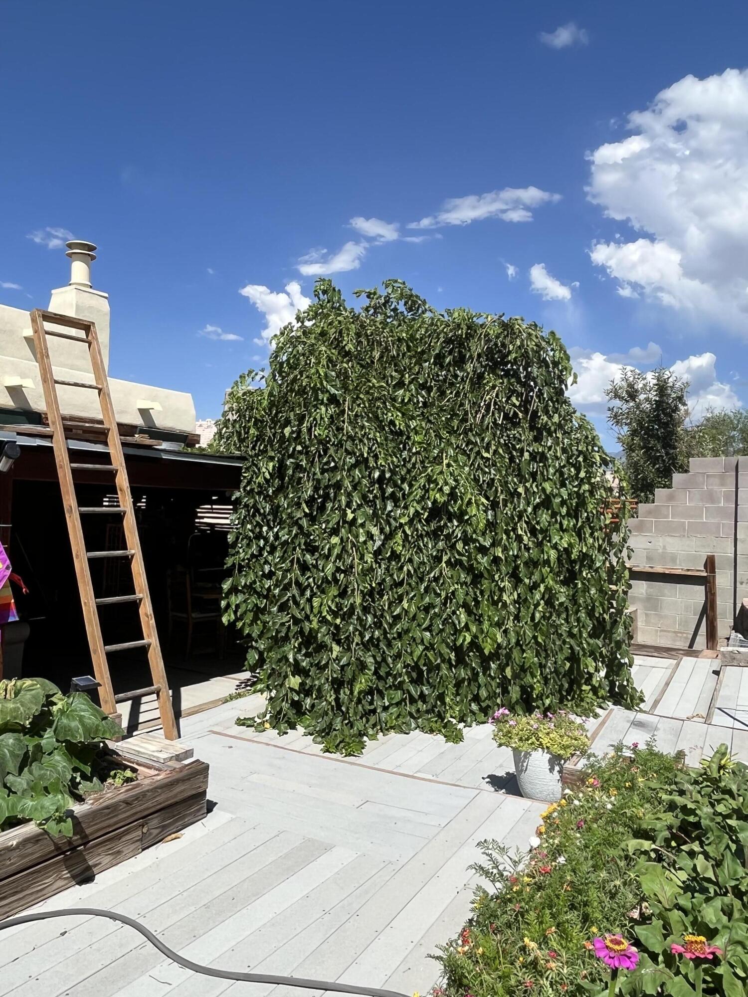 Photo 17 — 3928 Pineleaf Place NW