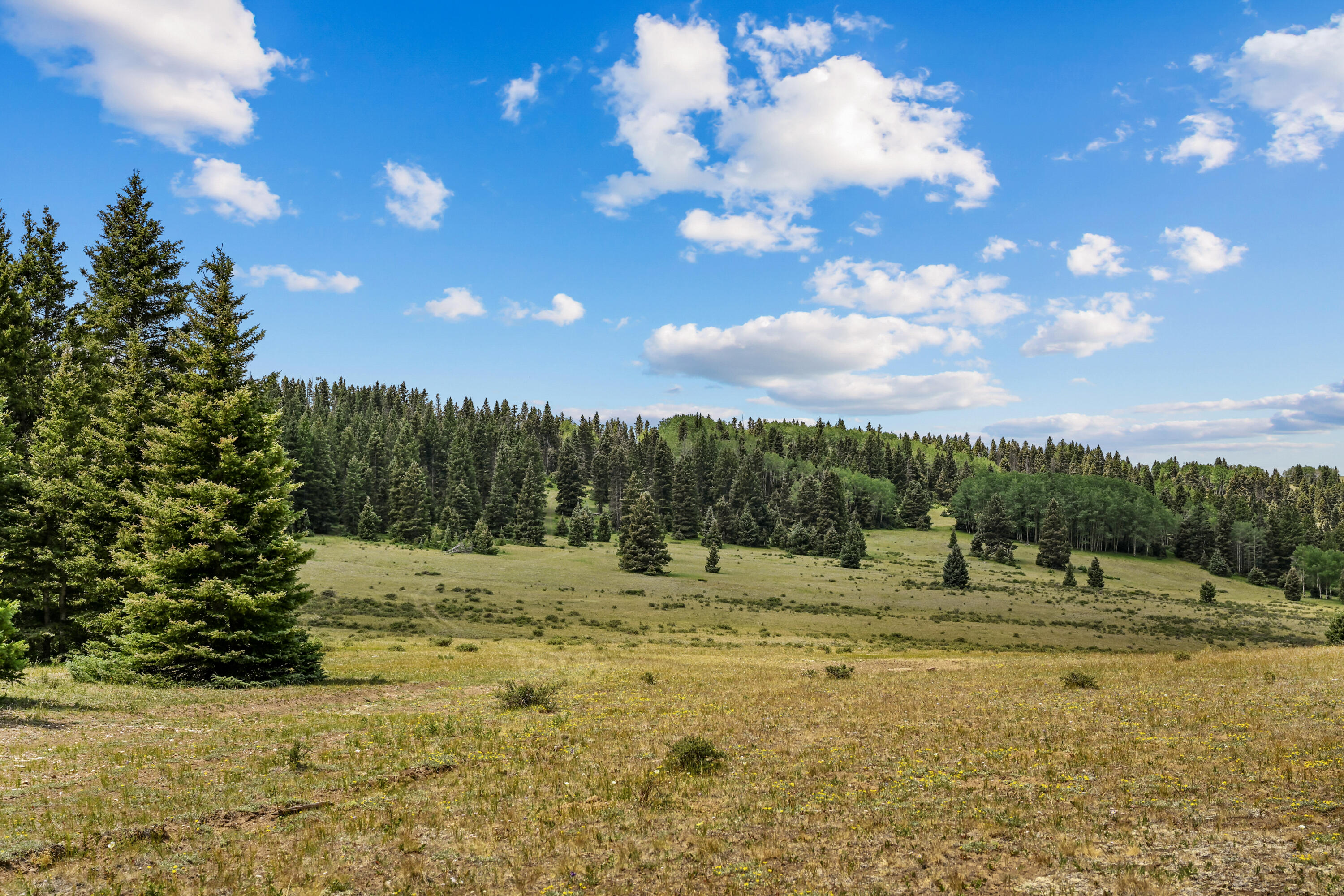 Photo 12 — TBD USFS Road 93