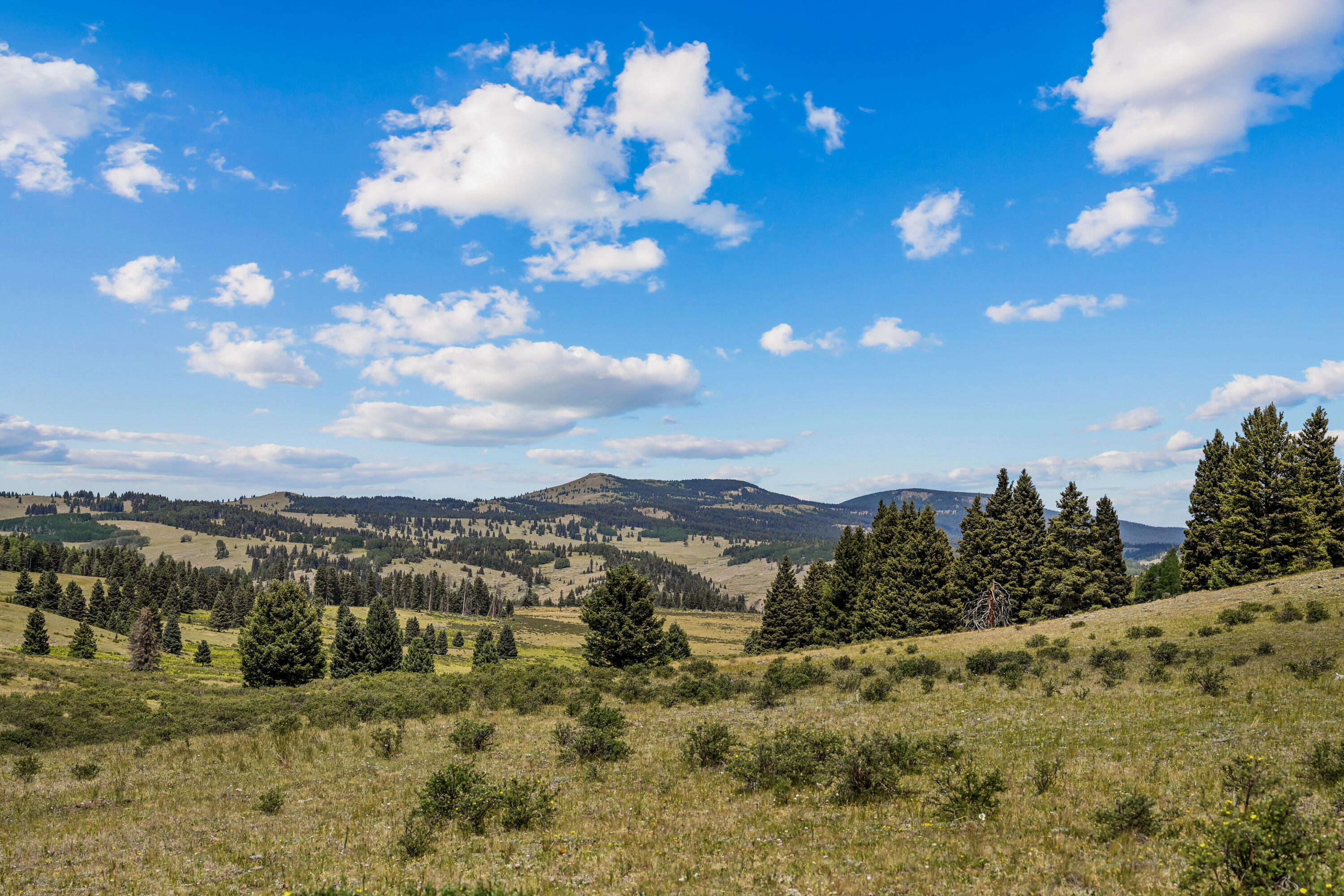 Photo 13 — TBD USFS Road 93