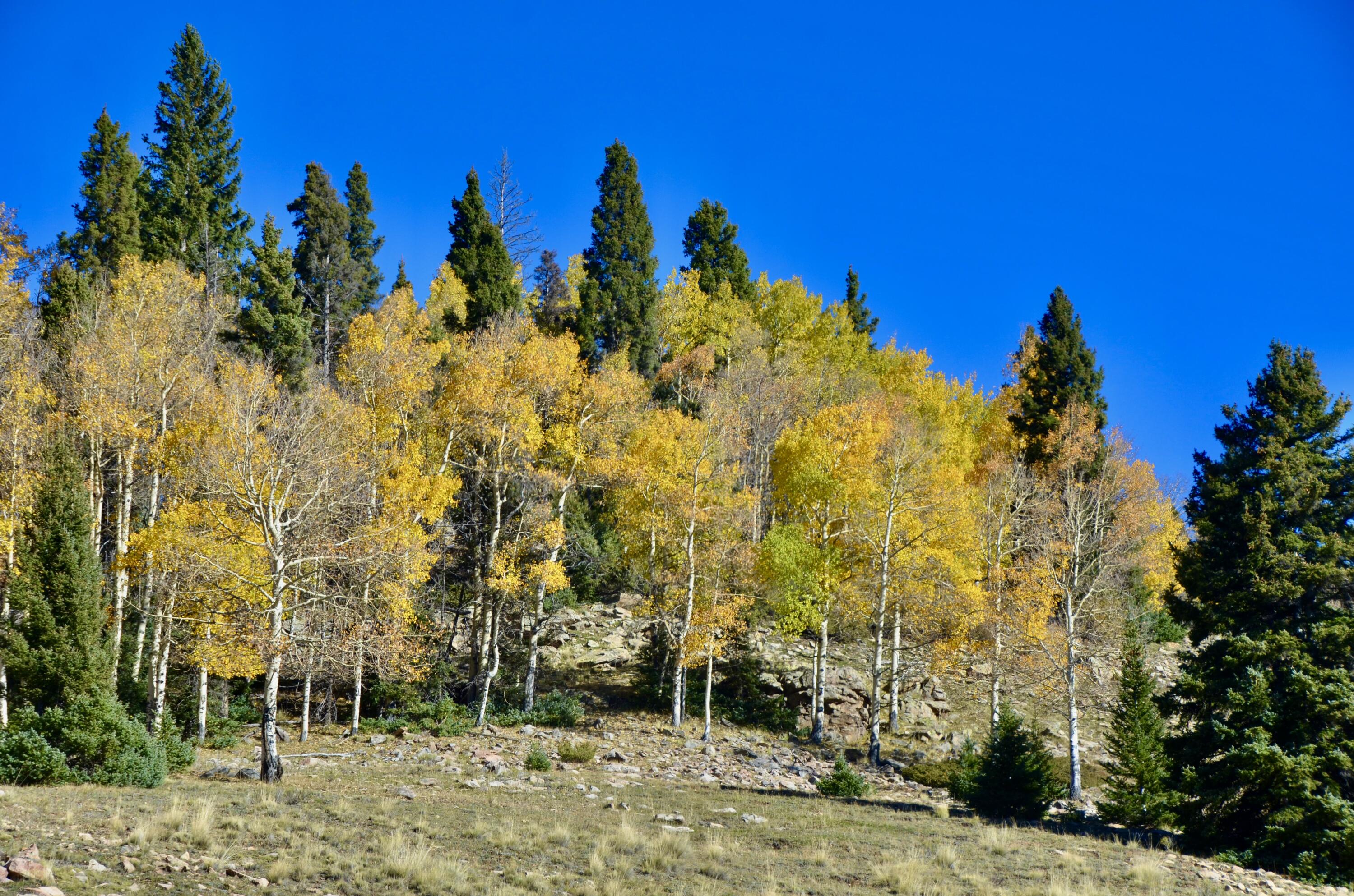 Photo 9 — TBD USFS Road 93
