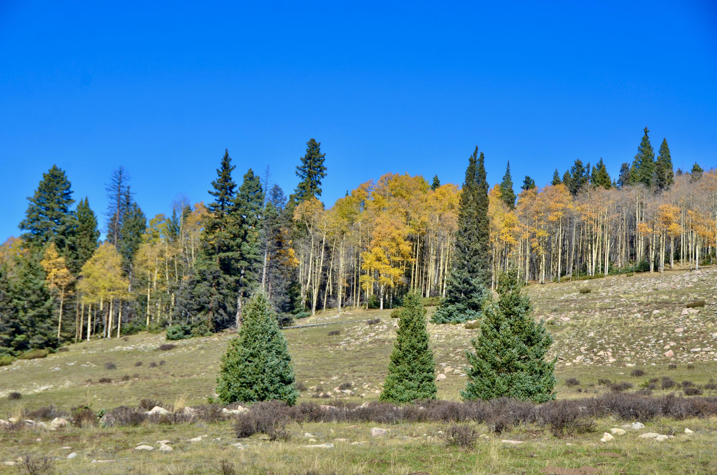 Photo 10 — TBD USFS Road 93