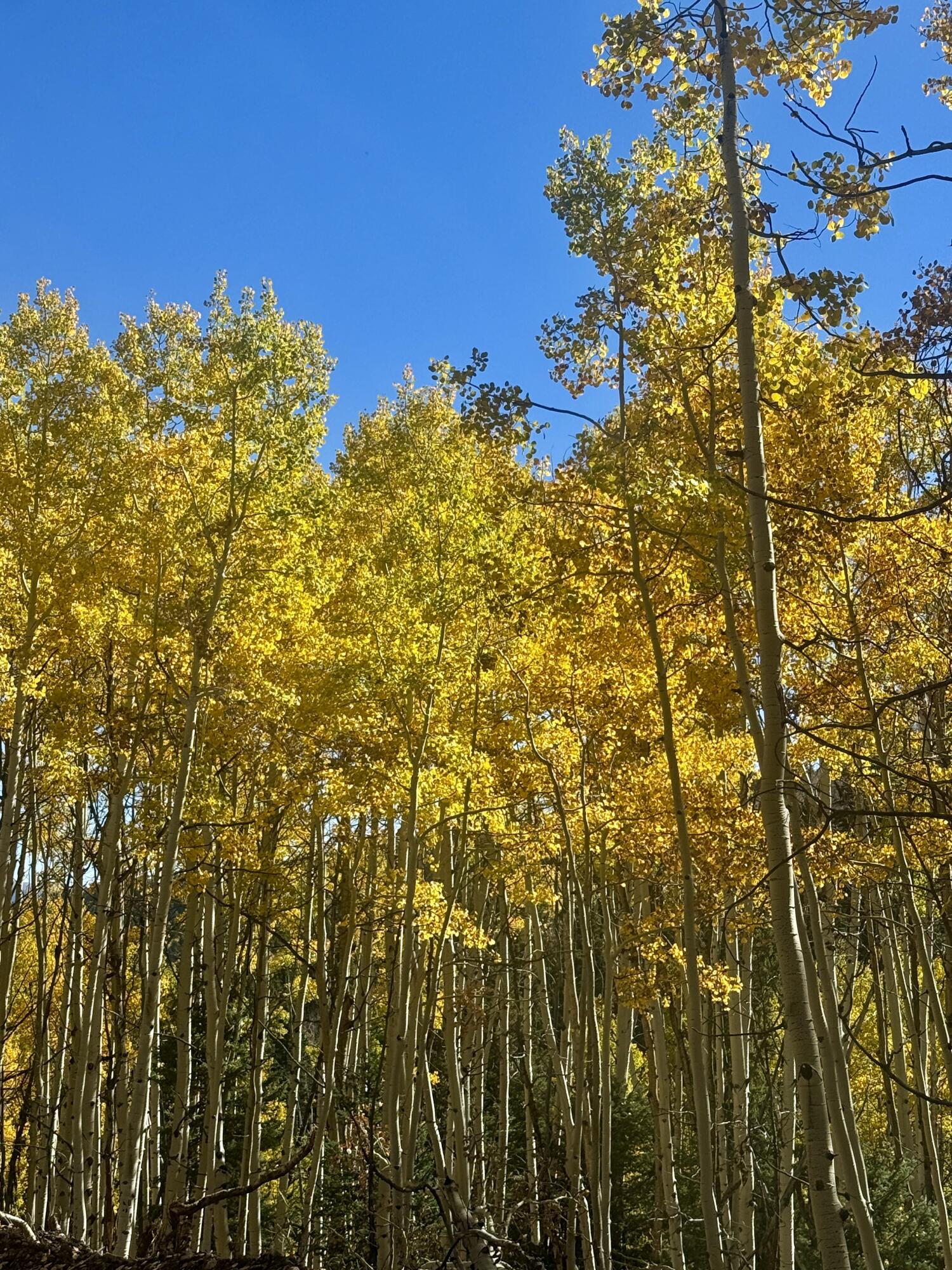 Photo 2 — TBD USFS Road 93