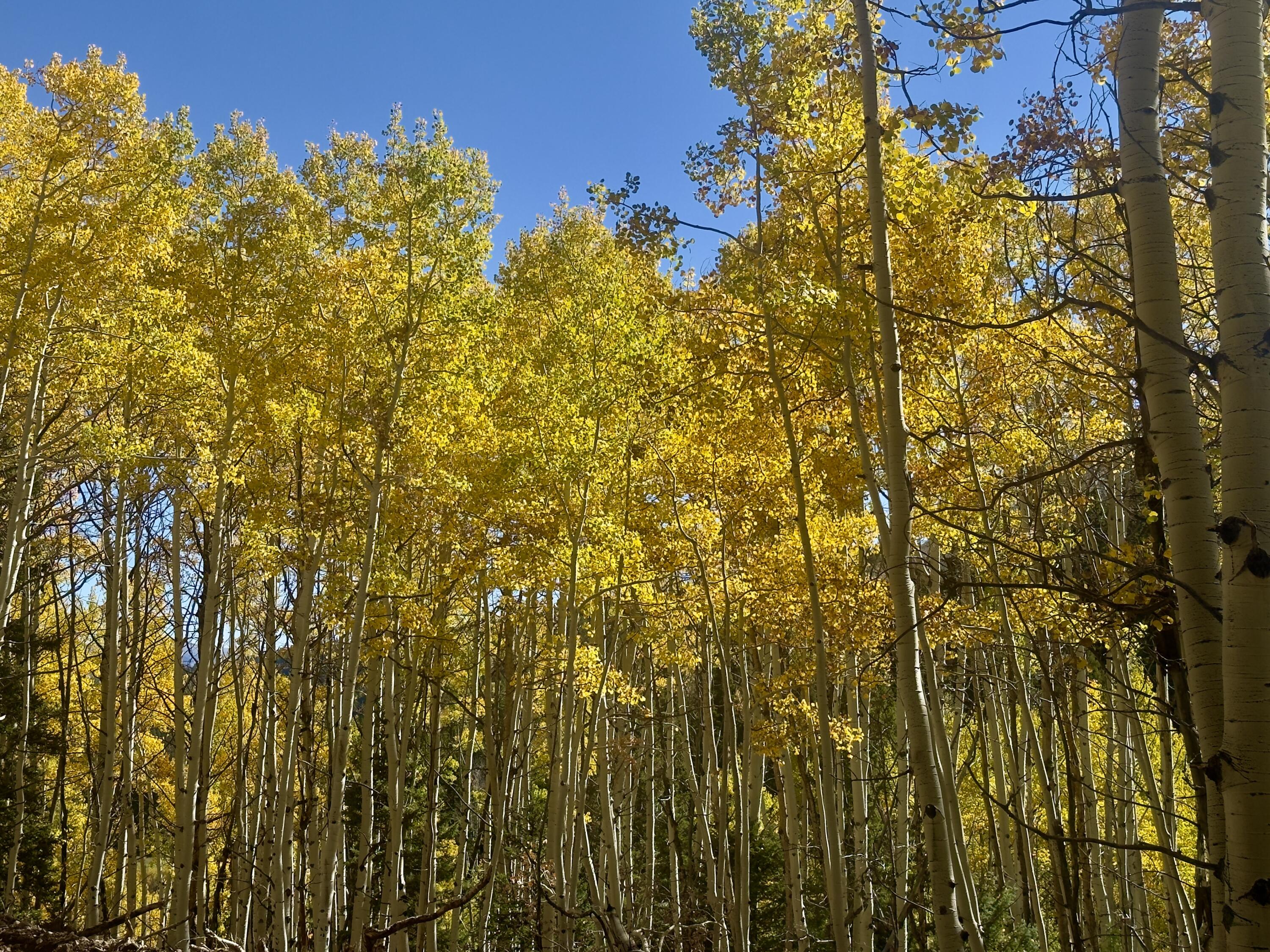 Photo 3 — TBD USFS Road 93