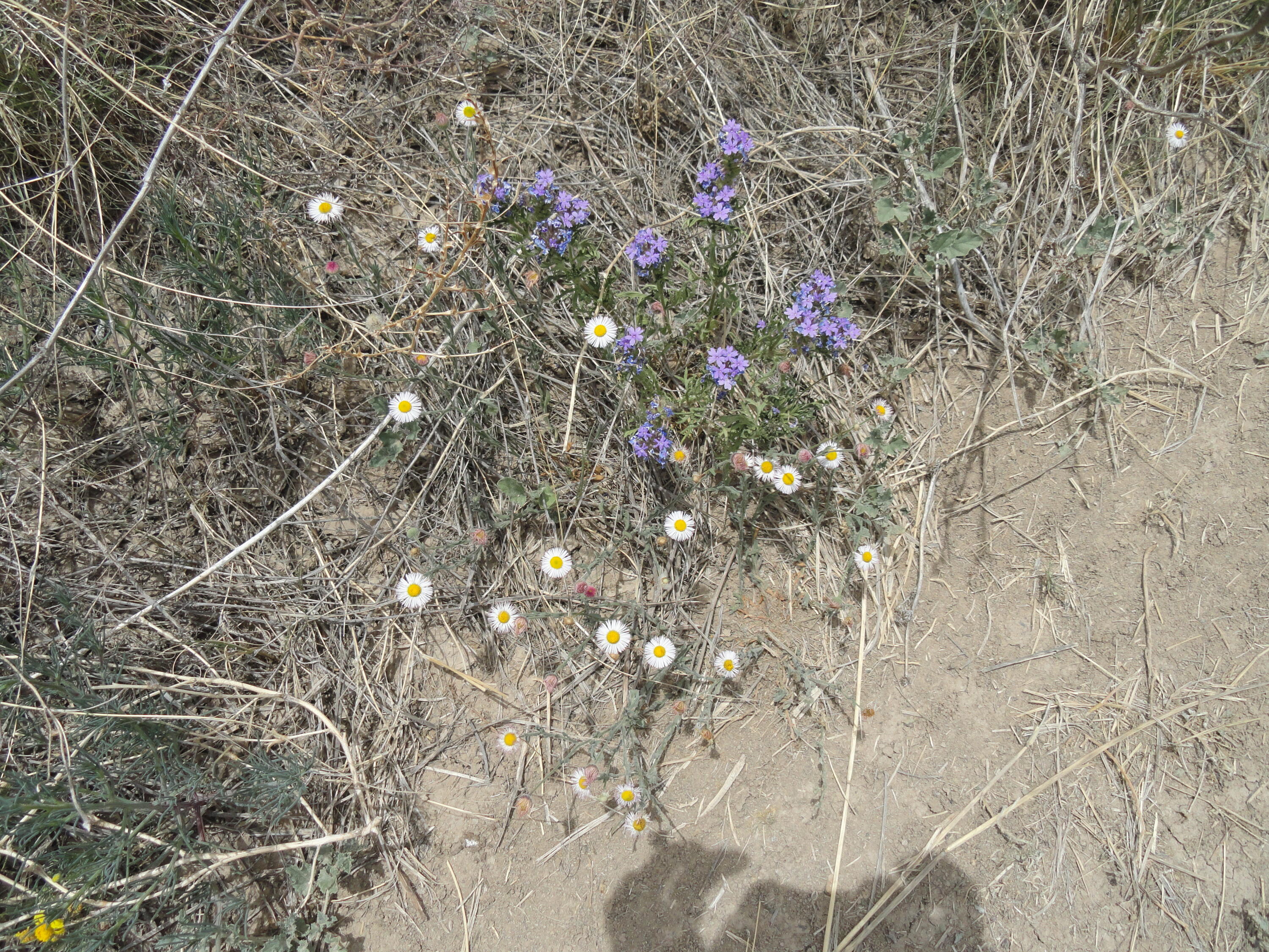 Photo 3 —  Canyon Road