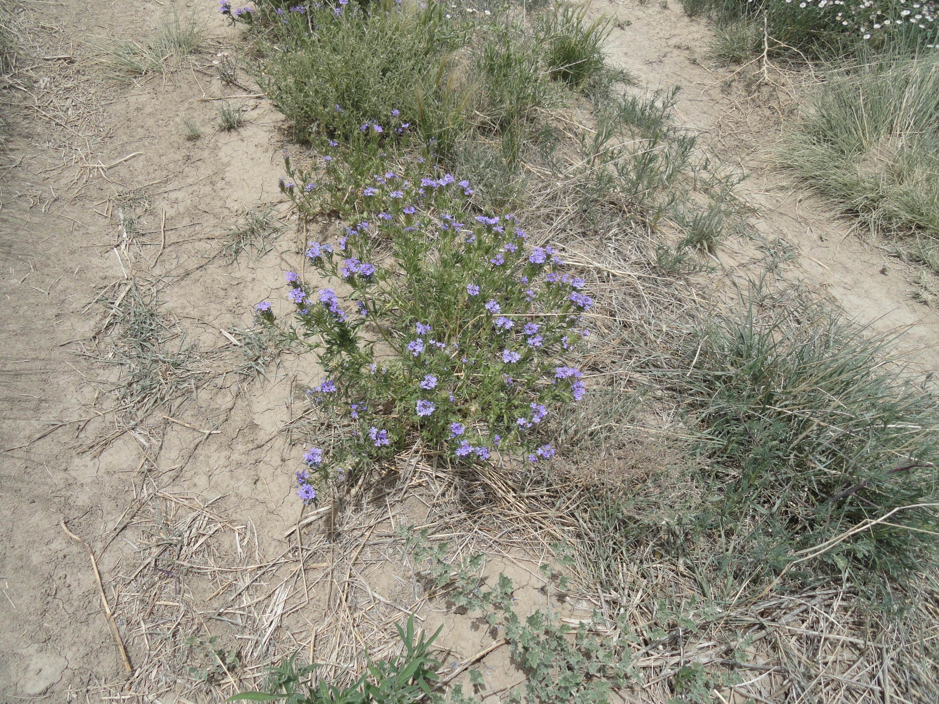 Photo 15 —  Canyon