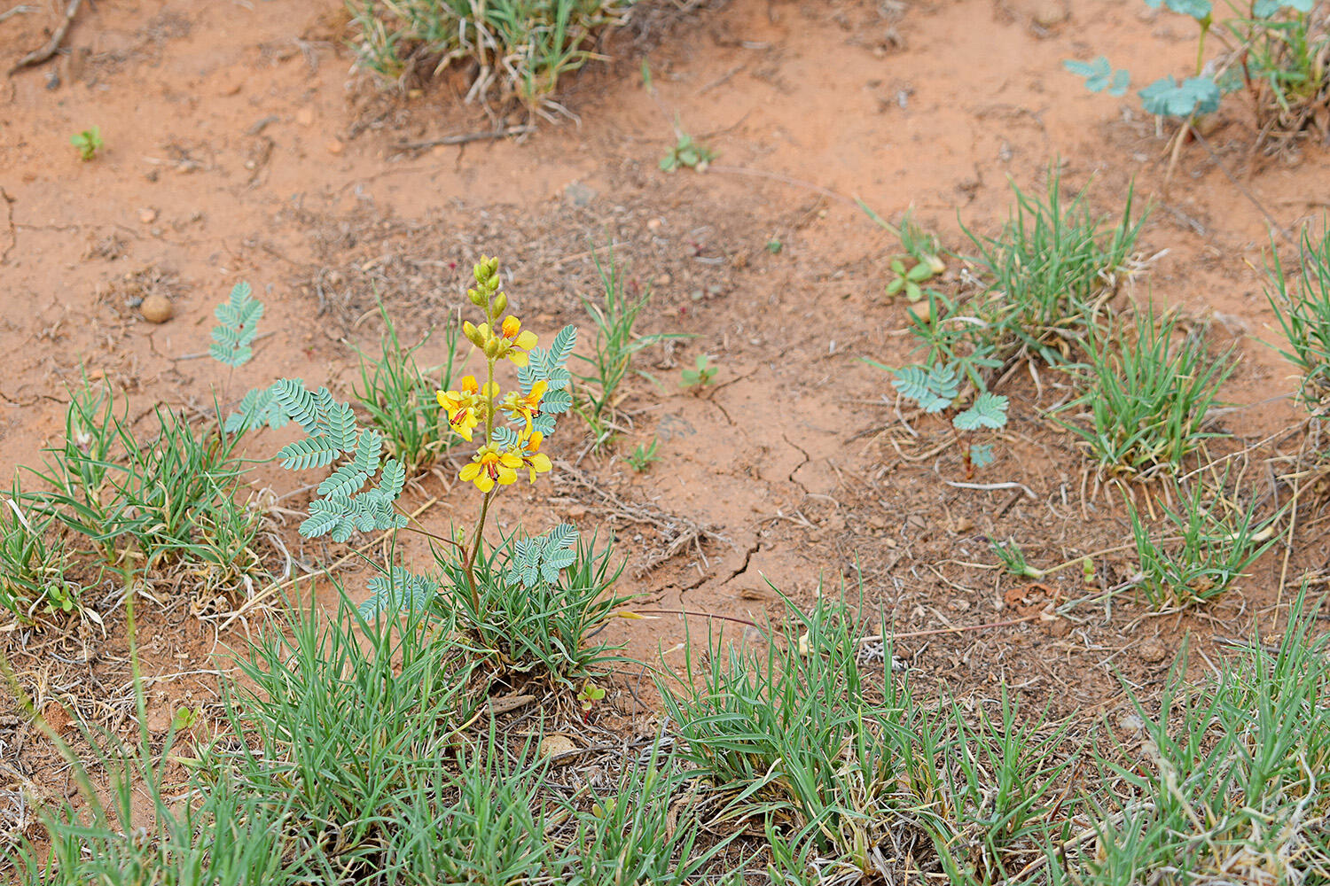 Photo 16 — Lot 14 Rio Grande Estates 26