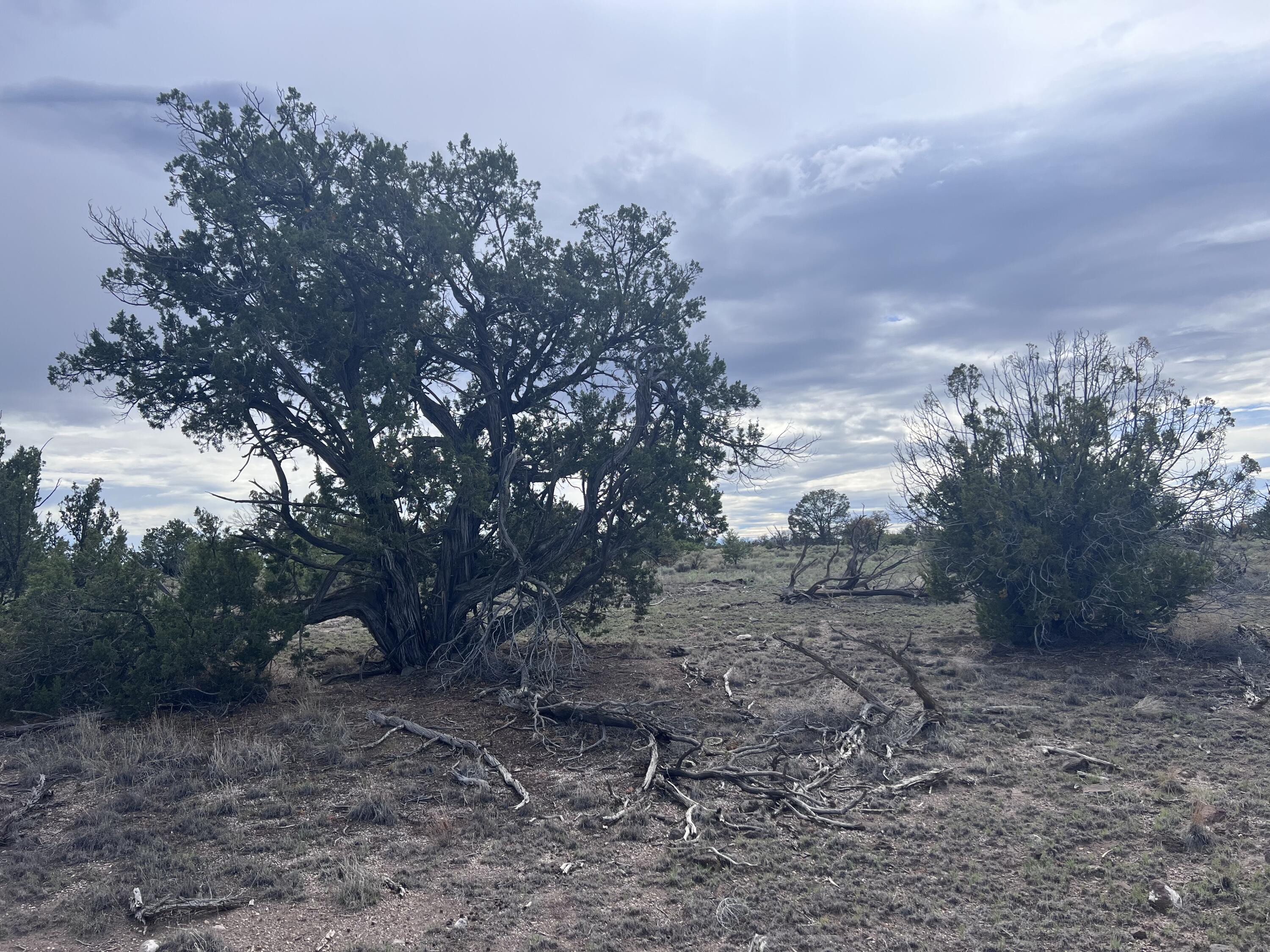 Photo 14 — LOT 20 HORSESHOE CIR