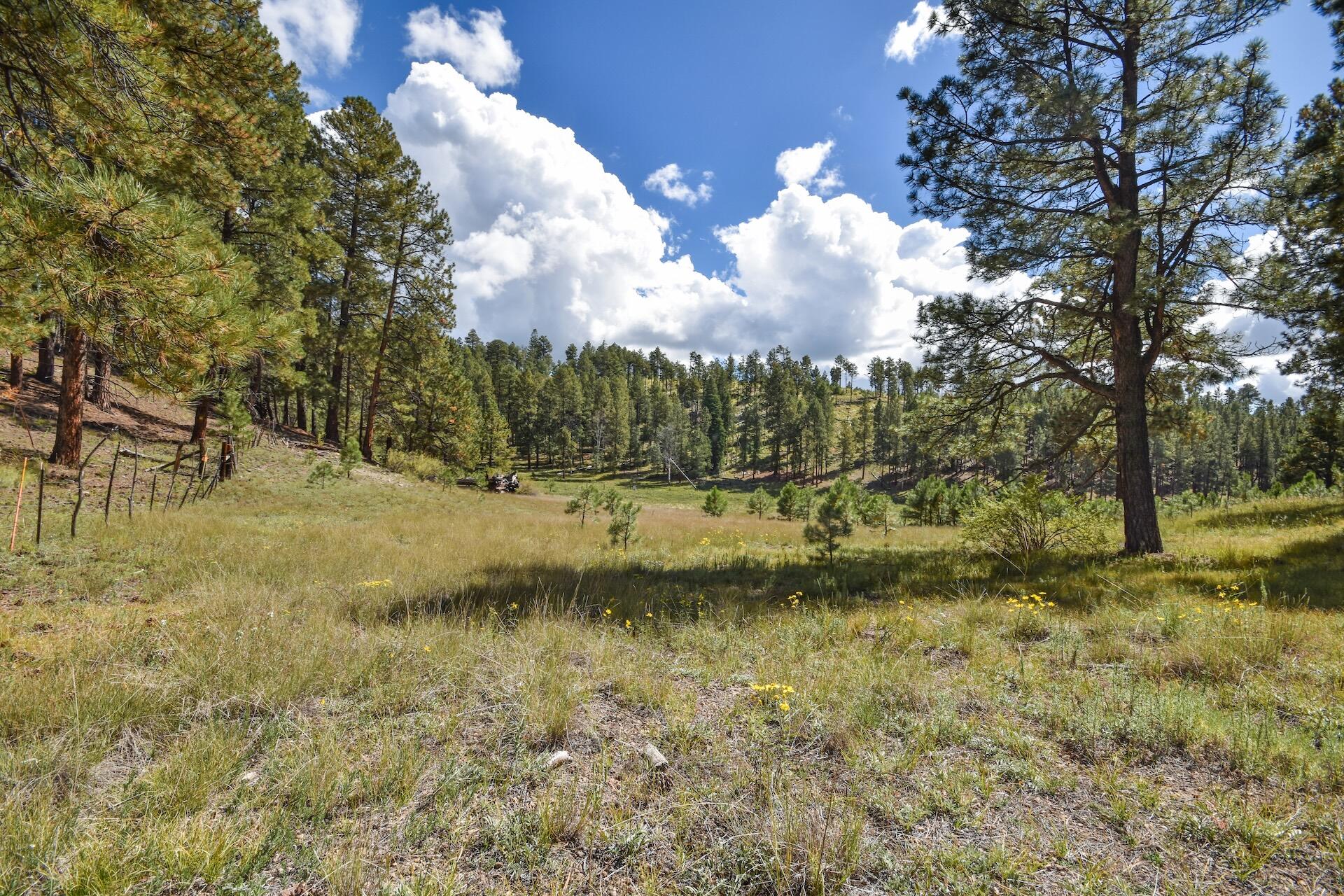 Photo 5 — 27.5 Acres Jemez Mountain Forest Rd 10