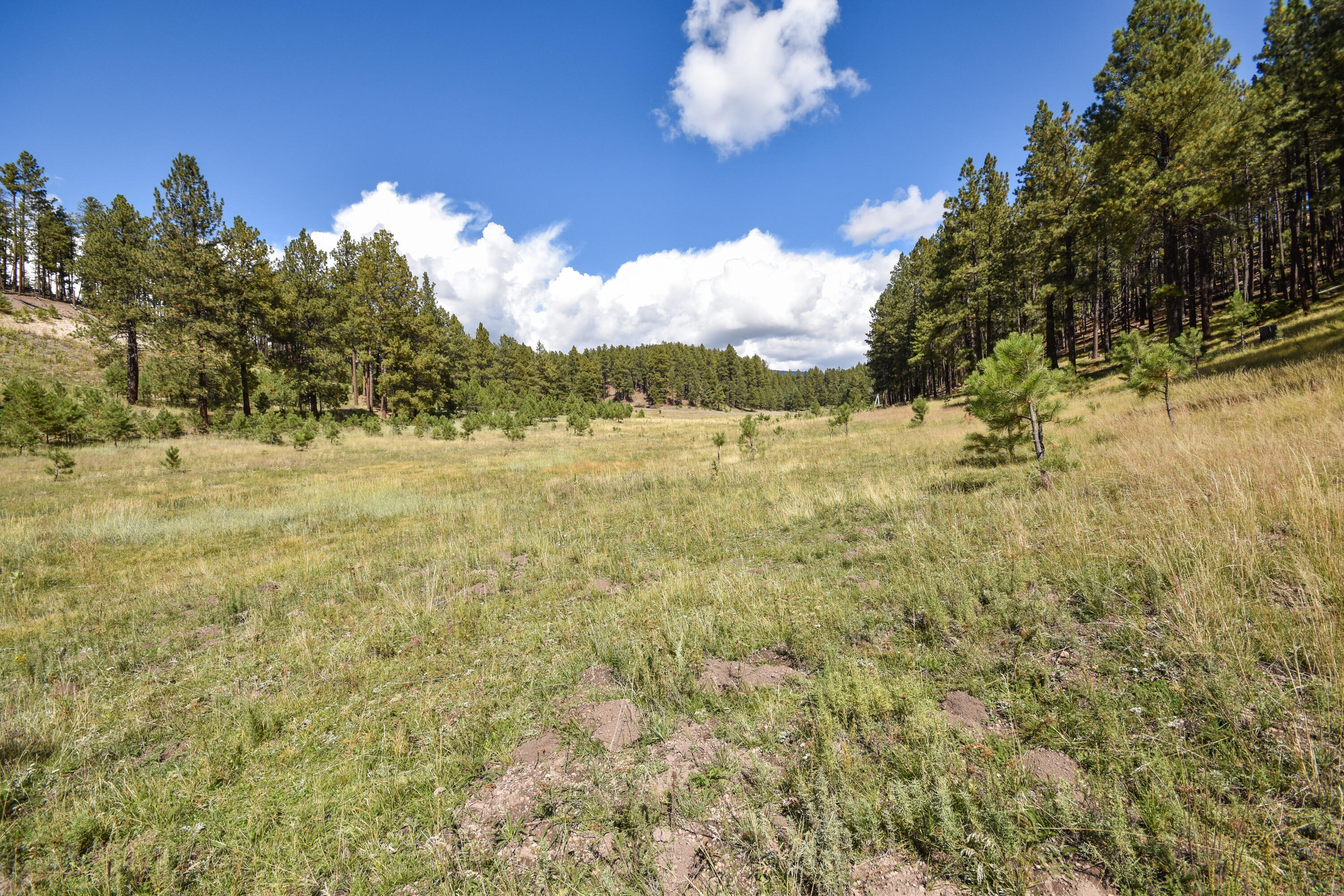 Photo 7 — 27.5 Acres Jemez Mountain Forest Rd 10