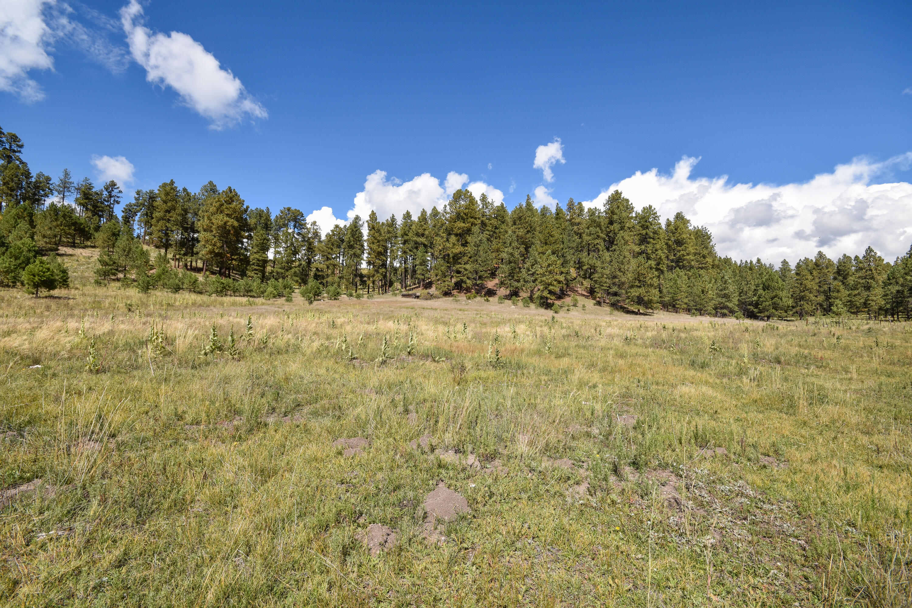 Photo 8 — 27.5 Acres Jemez Mountain Forest Rd 10