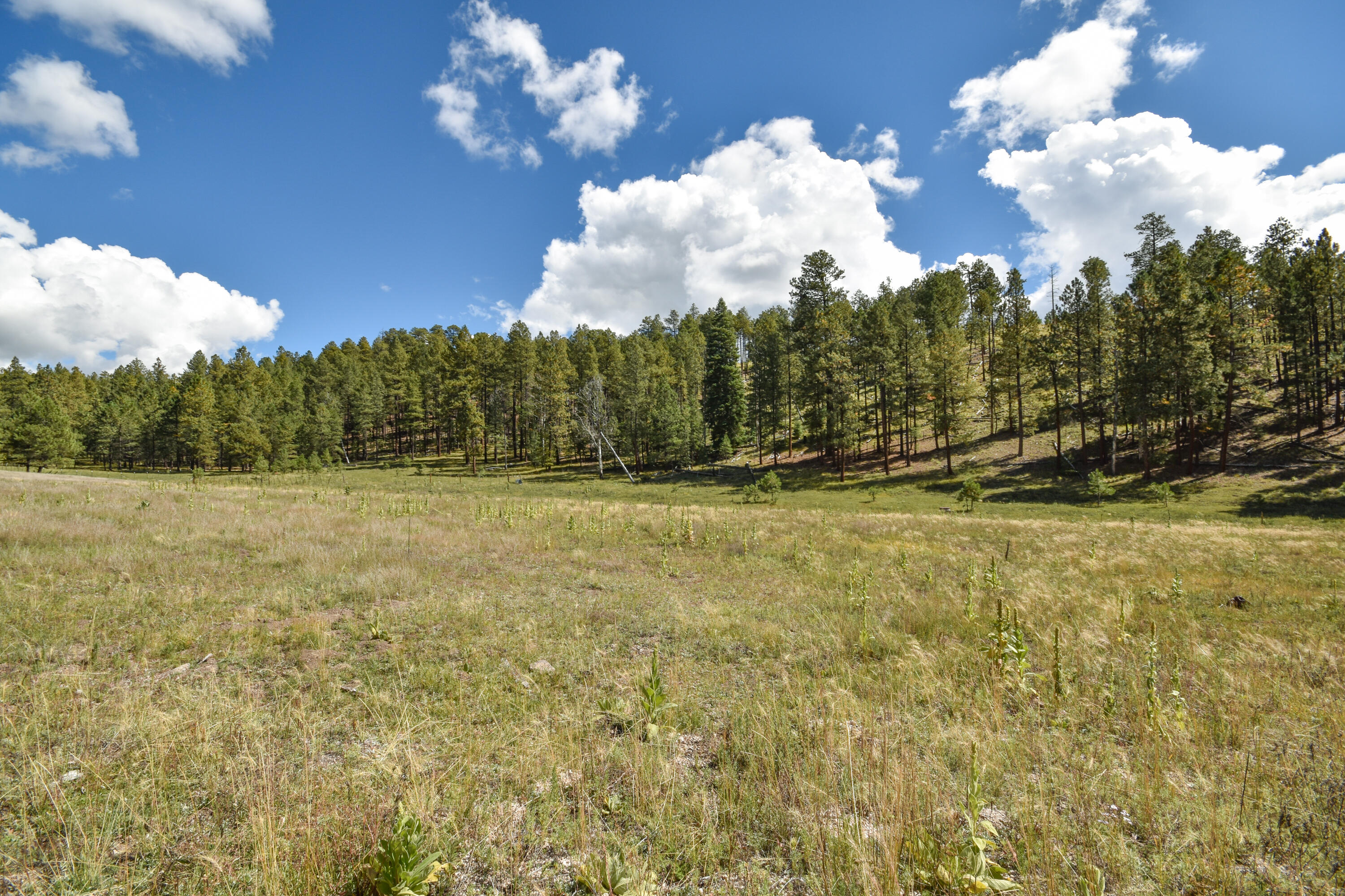 Photo 9 — 27.5 Acres Jemez Mountain Forest Rd 10