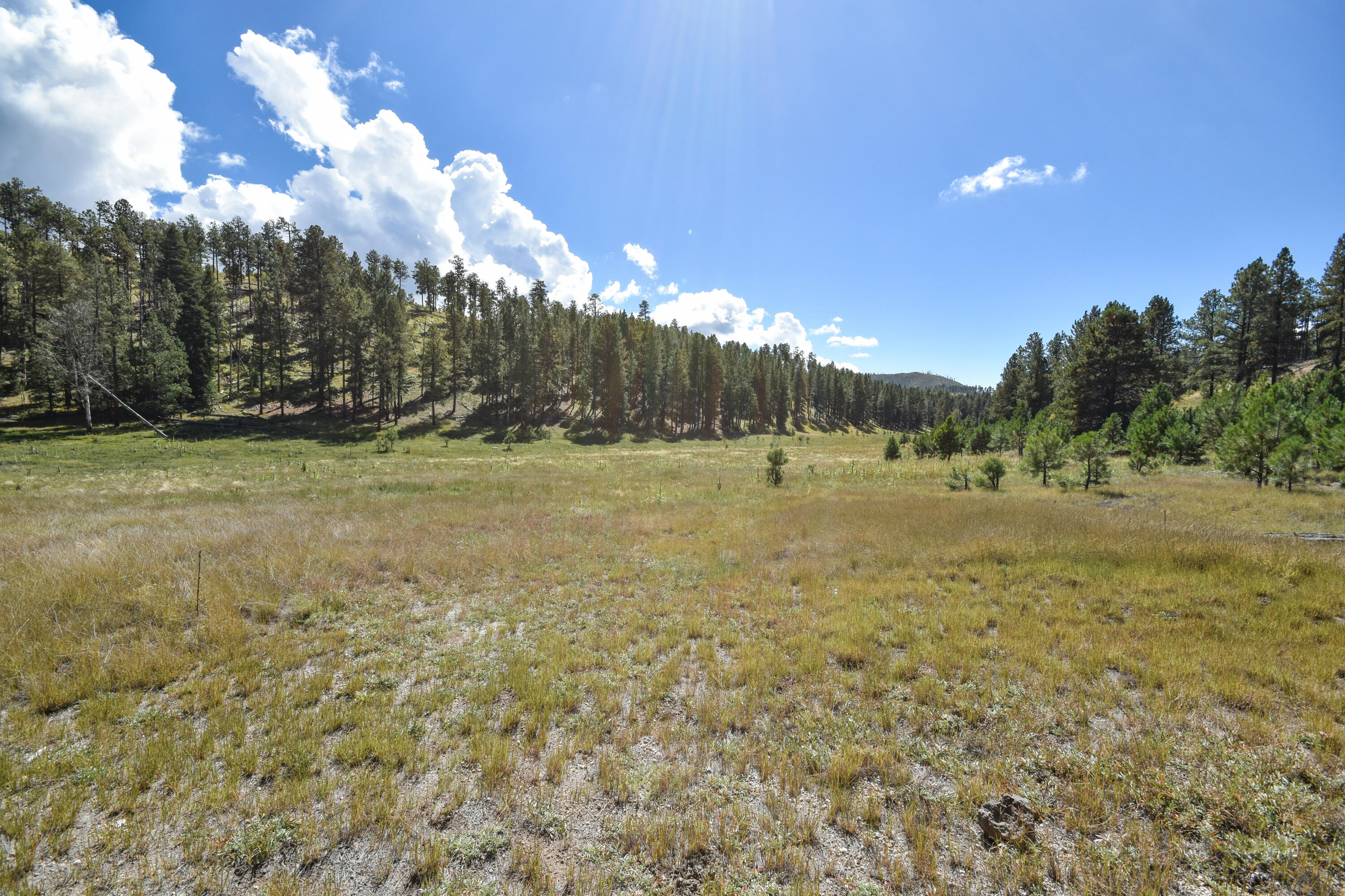 Photo 10 — 27.5 Acres Jemez Mountain Forest Rd 10