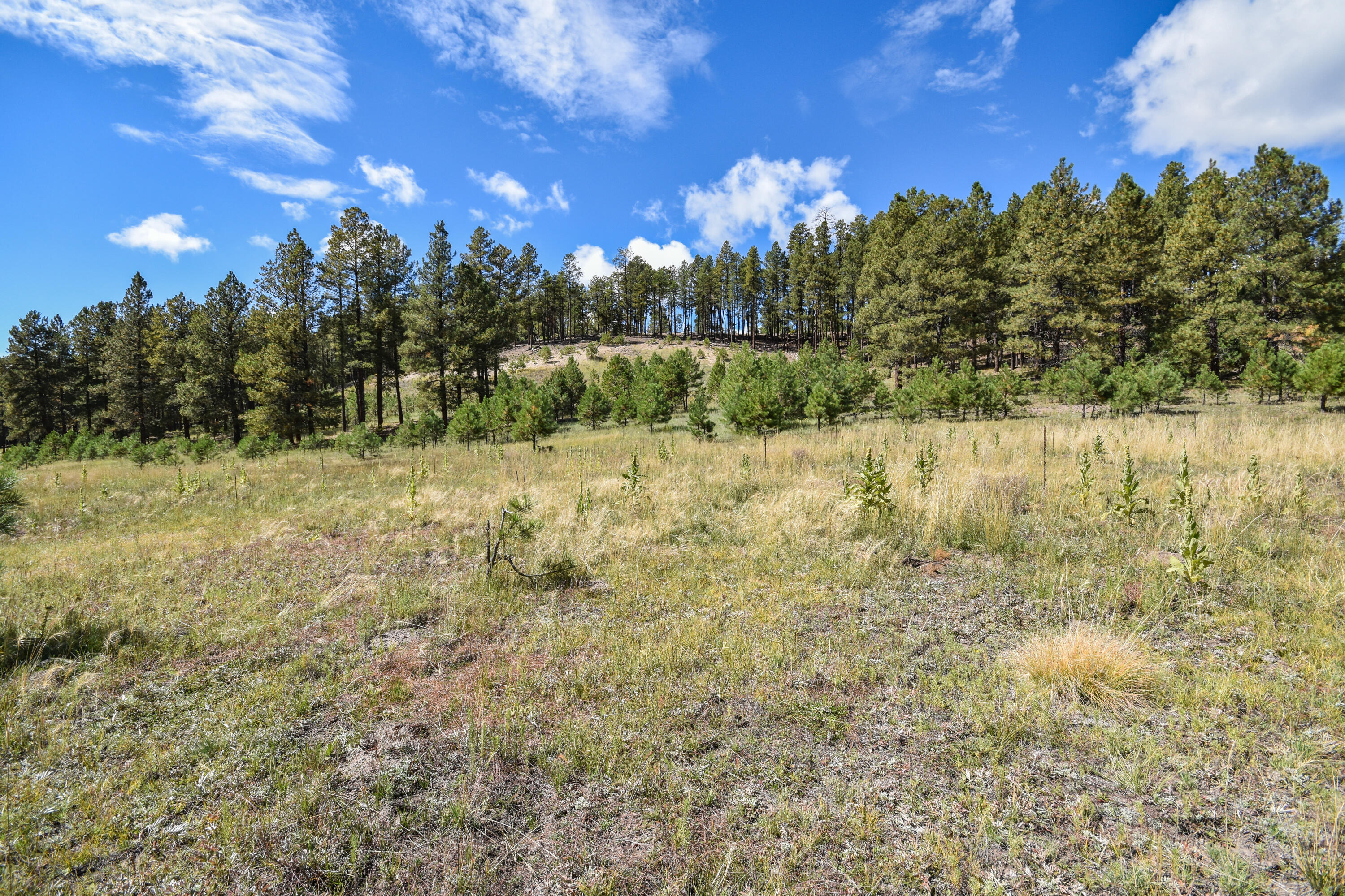 Photo 11 — 27.5 Acres Jemez Mountain Forest Rd 10