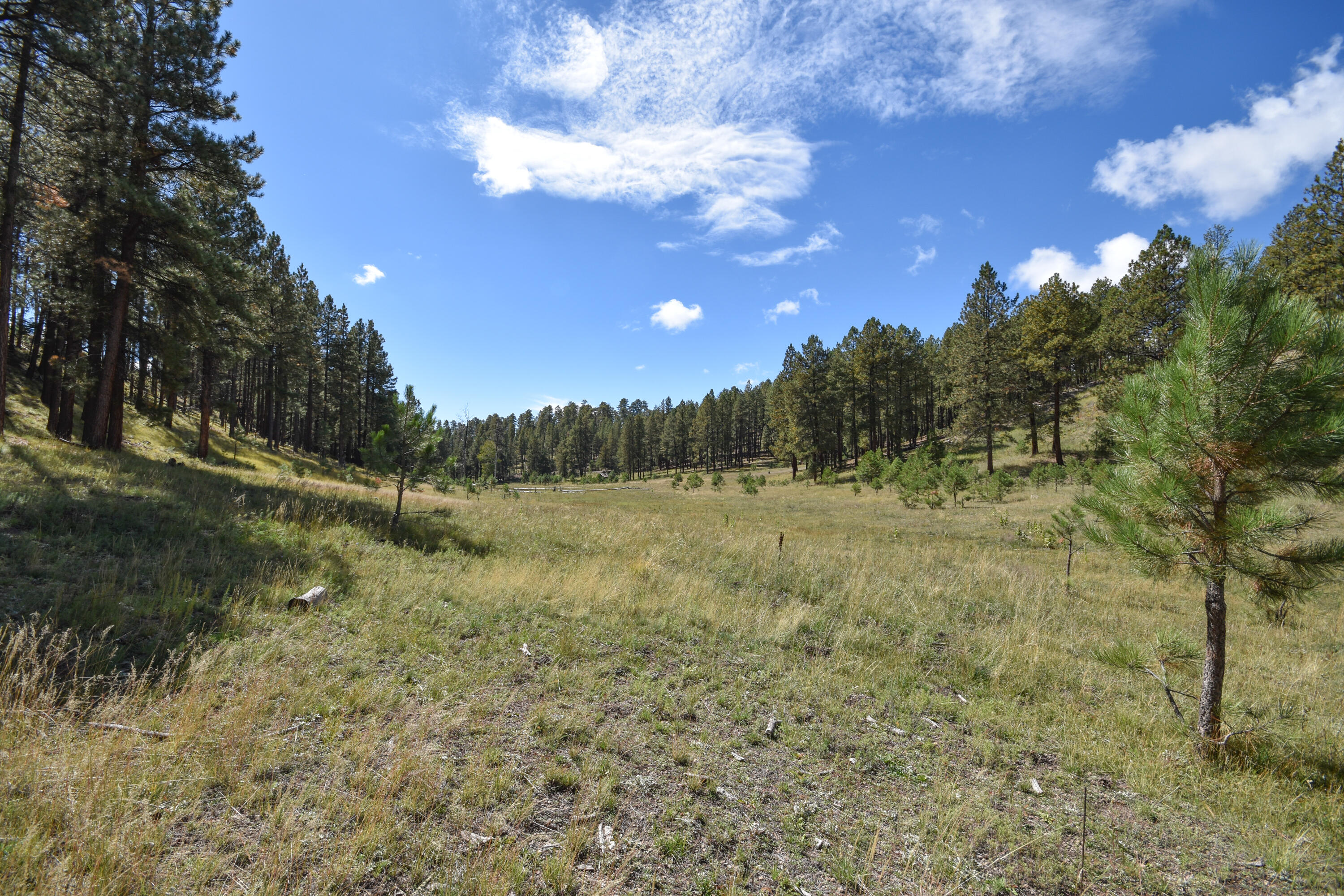 Photo 12 — 27.5 Acres Jemez Mountain Forest Rd 10