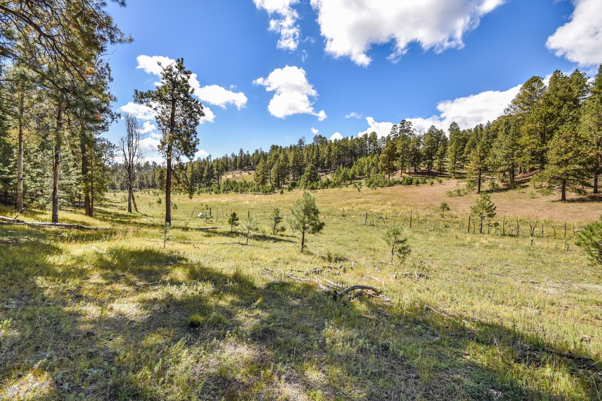 Photo 13 — 27.5 Acres Jemez Mountain Forest Rd 10