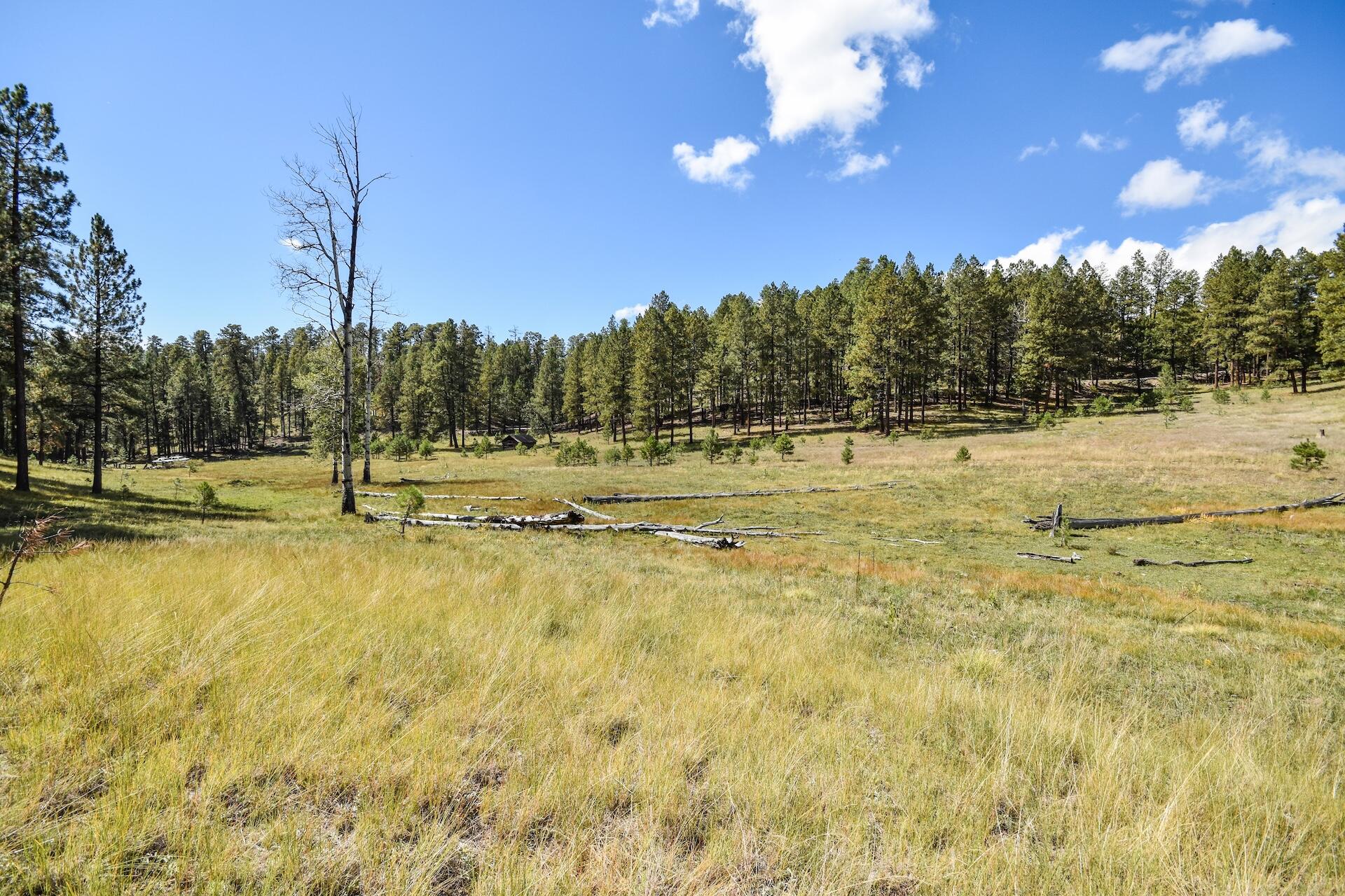 Photo 14 — 27.5 Acres Jemez Mountain Forest Rd 10