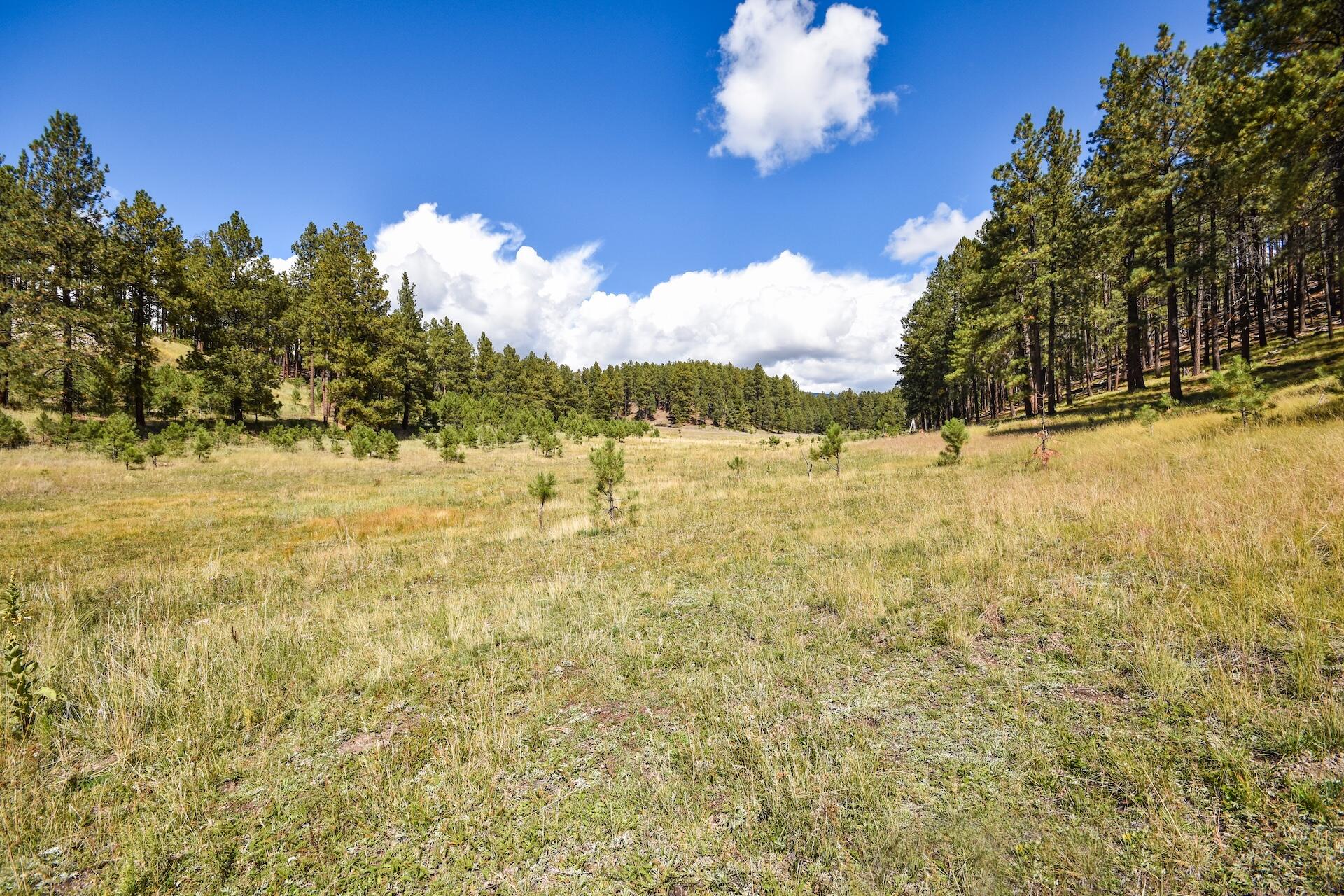Photo 15 — 27.5 Acres Jemez Mountain Forest Rd 10