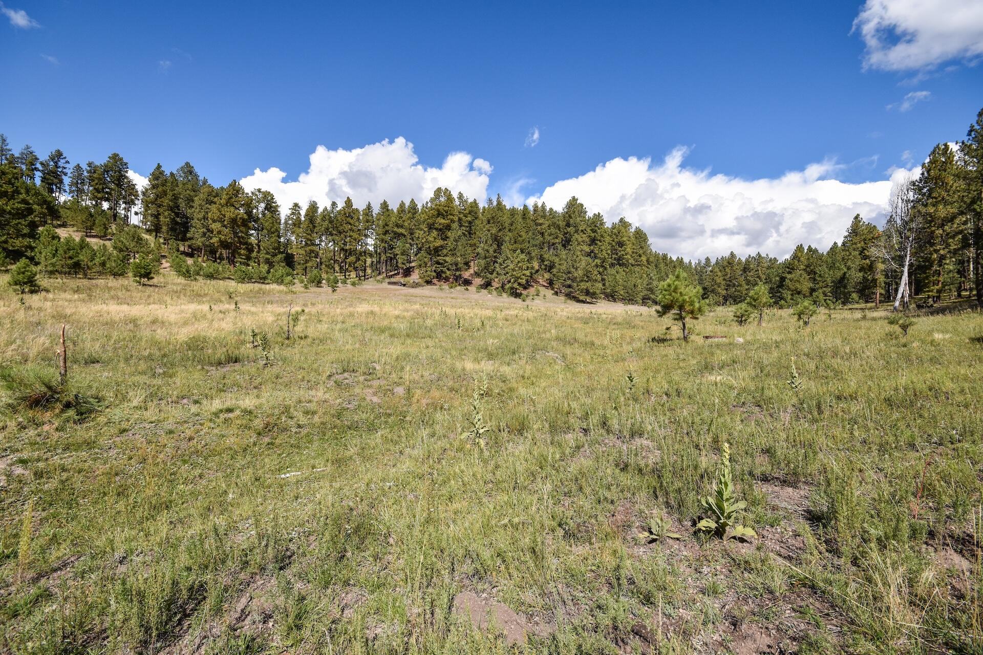 Photo 17 — 27.5 Acres Jemez Mountain Forest Rd 10