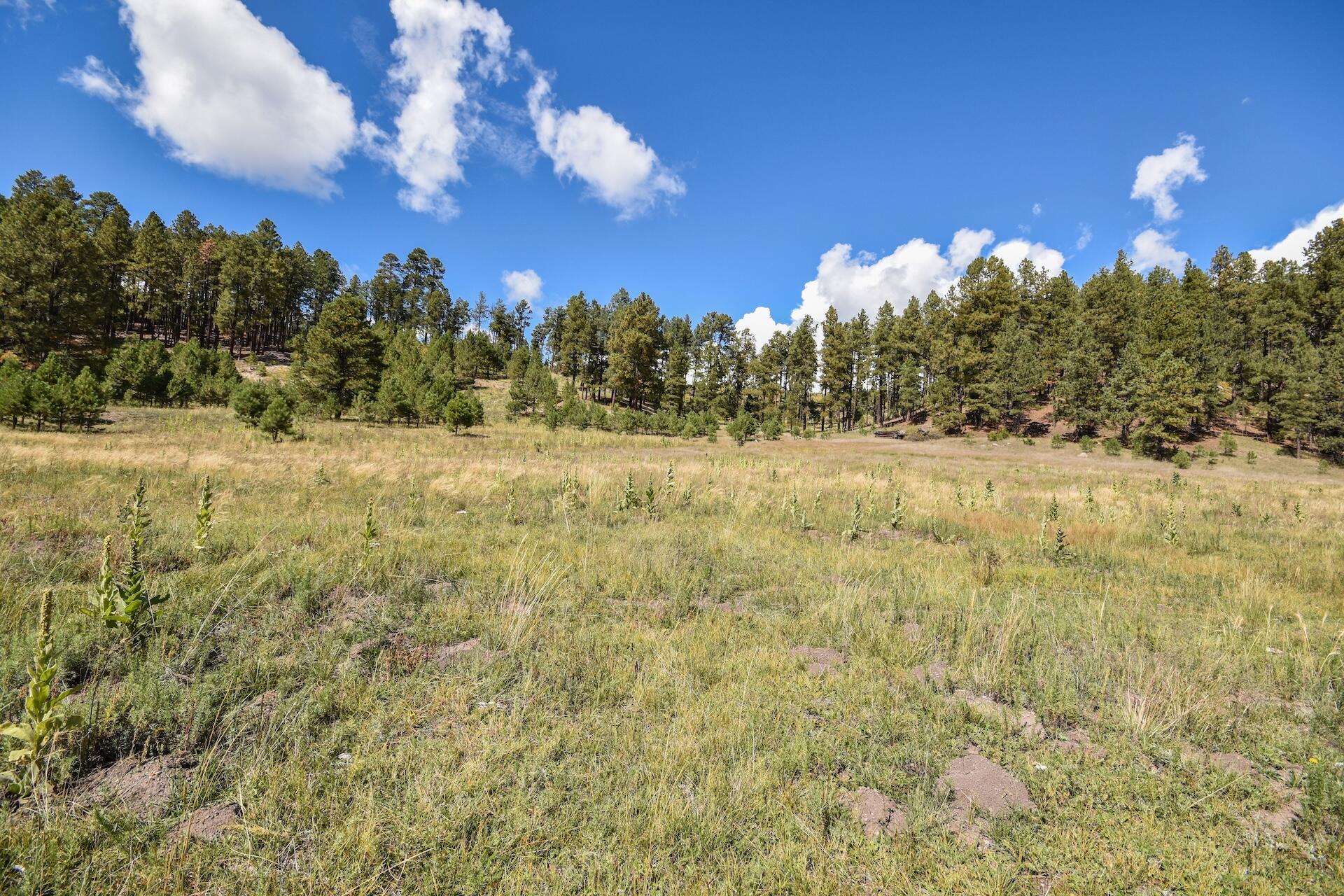 Photo 18 — 27.5 Acres Jemez Mountain Forest Rd 10