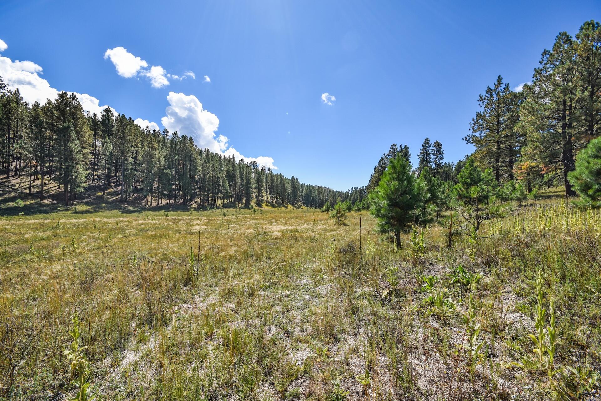Photo 19 — 27.5 Acres Jemez Mountain Forest Rd 10
