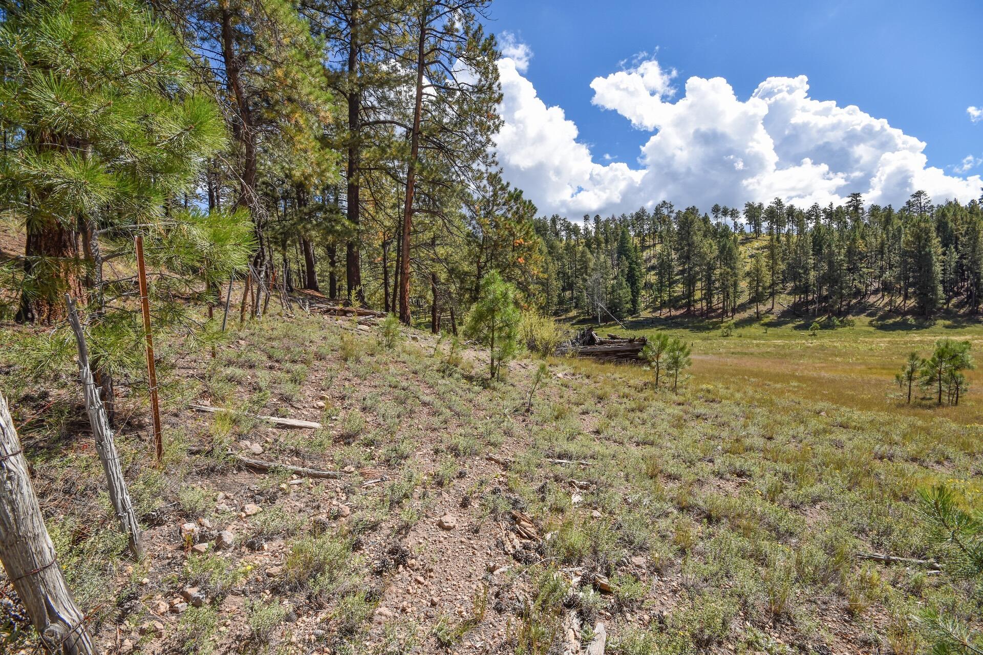 Photo 20 — 27.5 Acres Jemez Mountain Forest Rd 10