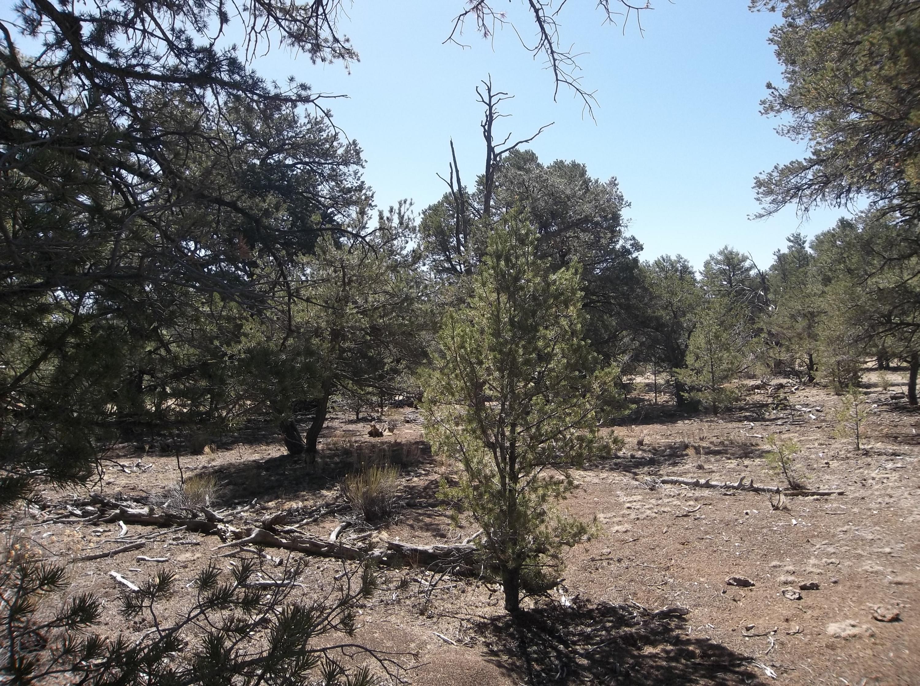 Photo 16 — 10 Camino De Fusilero Road