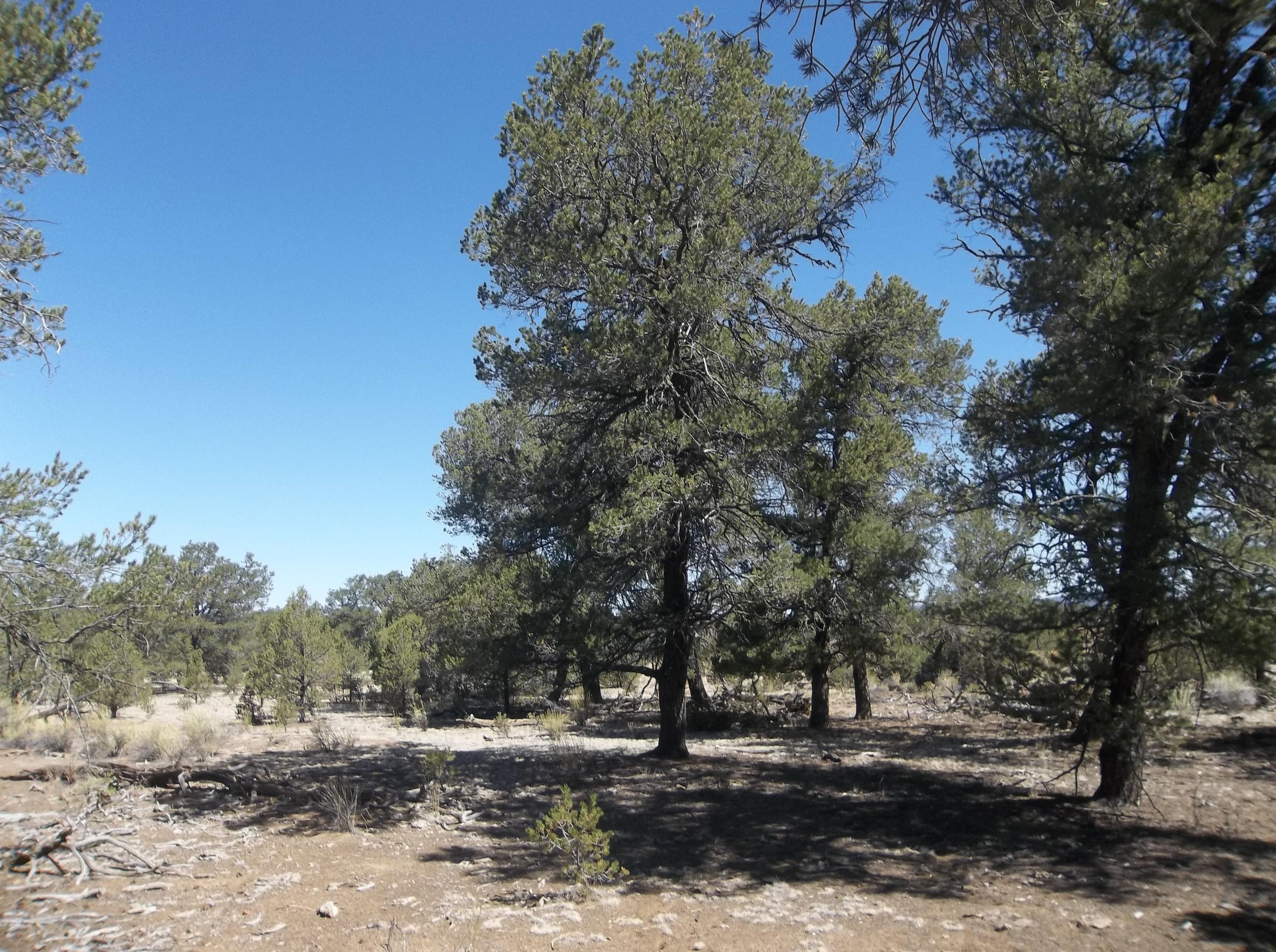 Photo 15 — 10 Camino De Fusilero Road