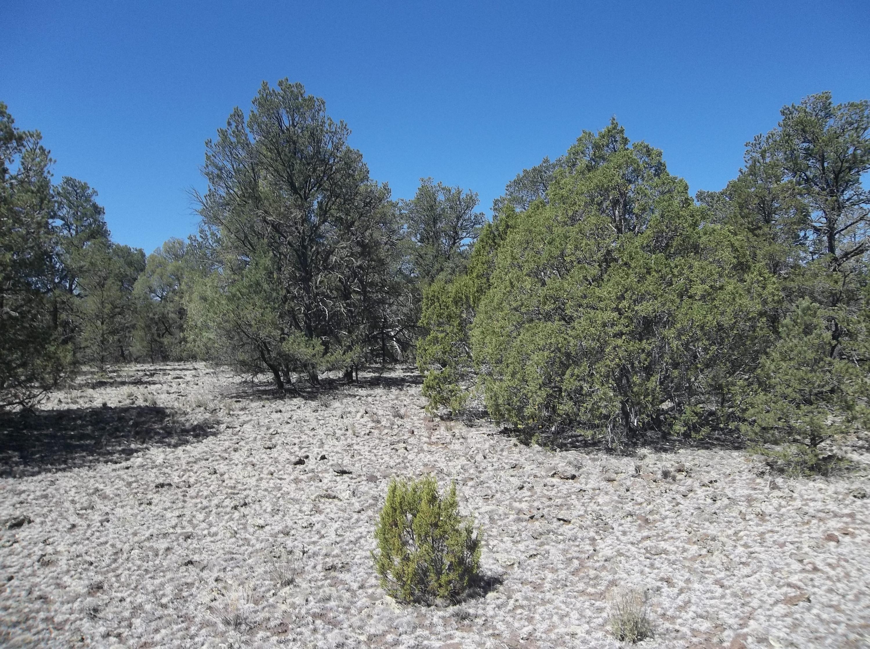 Photo 12 — 10 Camino De Fusilero Road