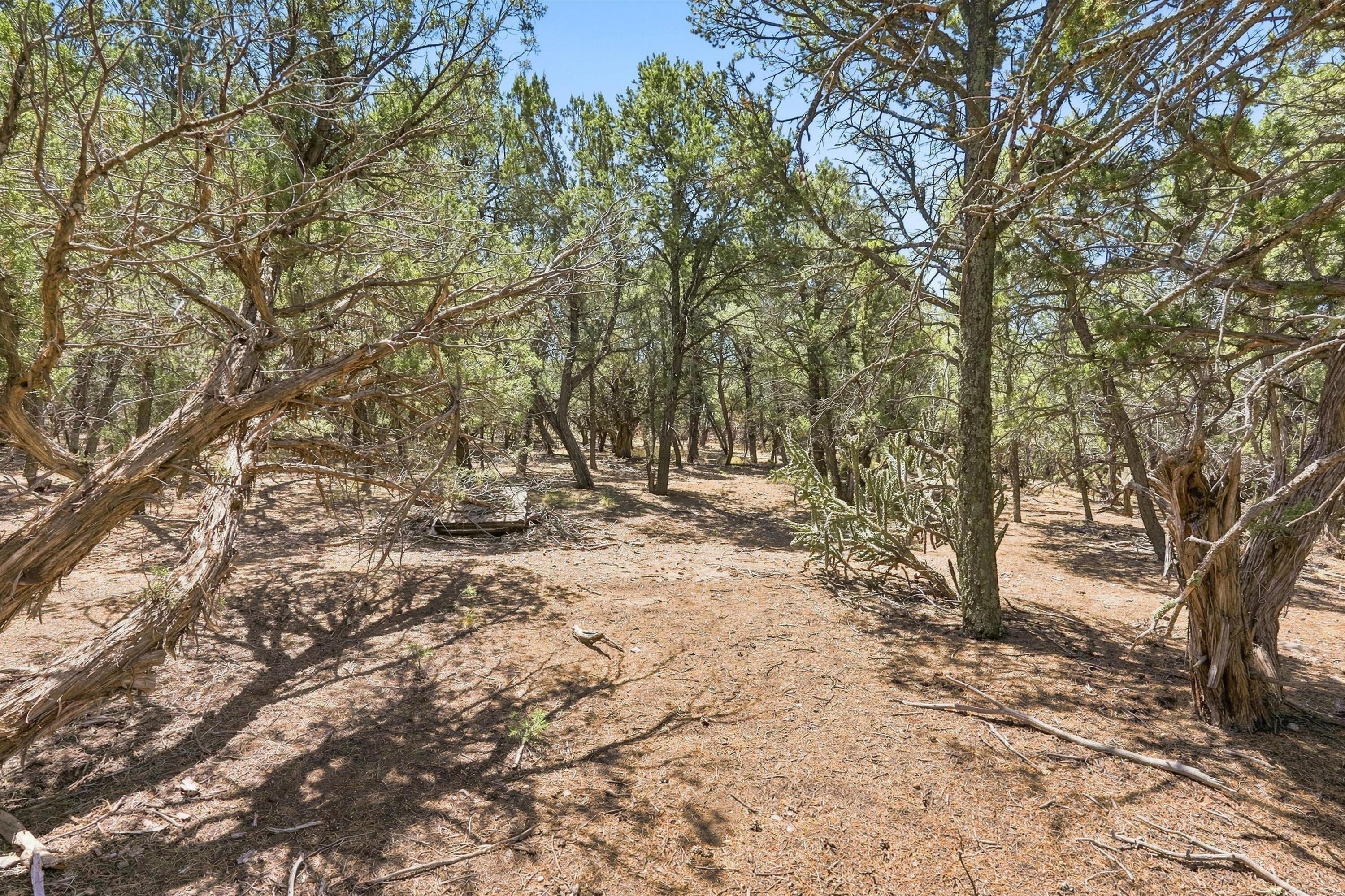 Photo 7 — 464 Sedillo Road