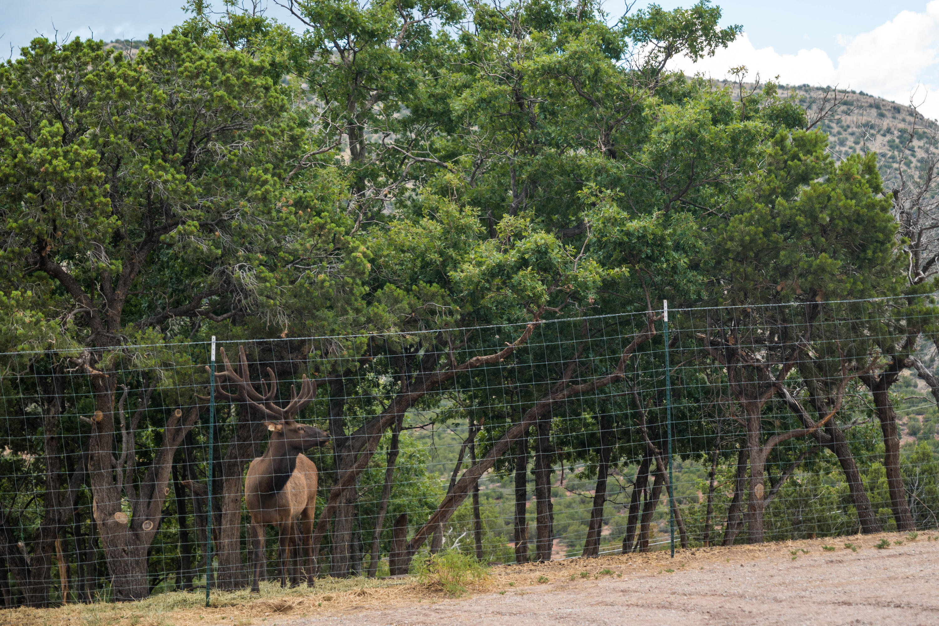 Photo 4 — 772 State Highway 165