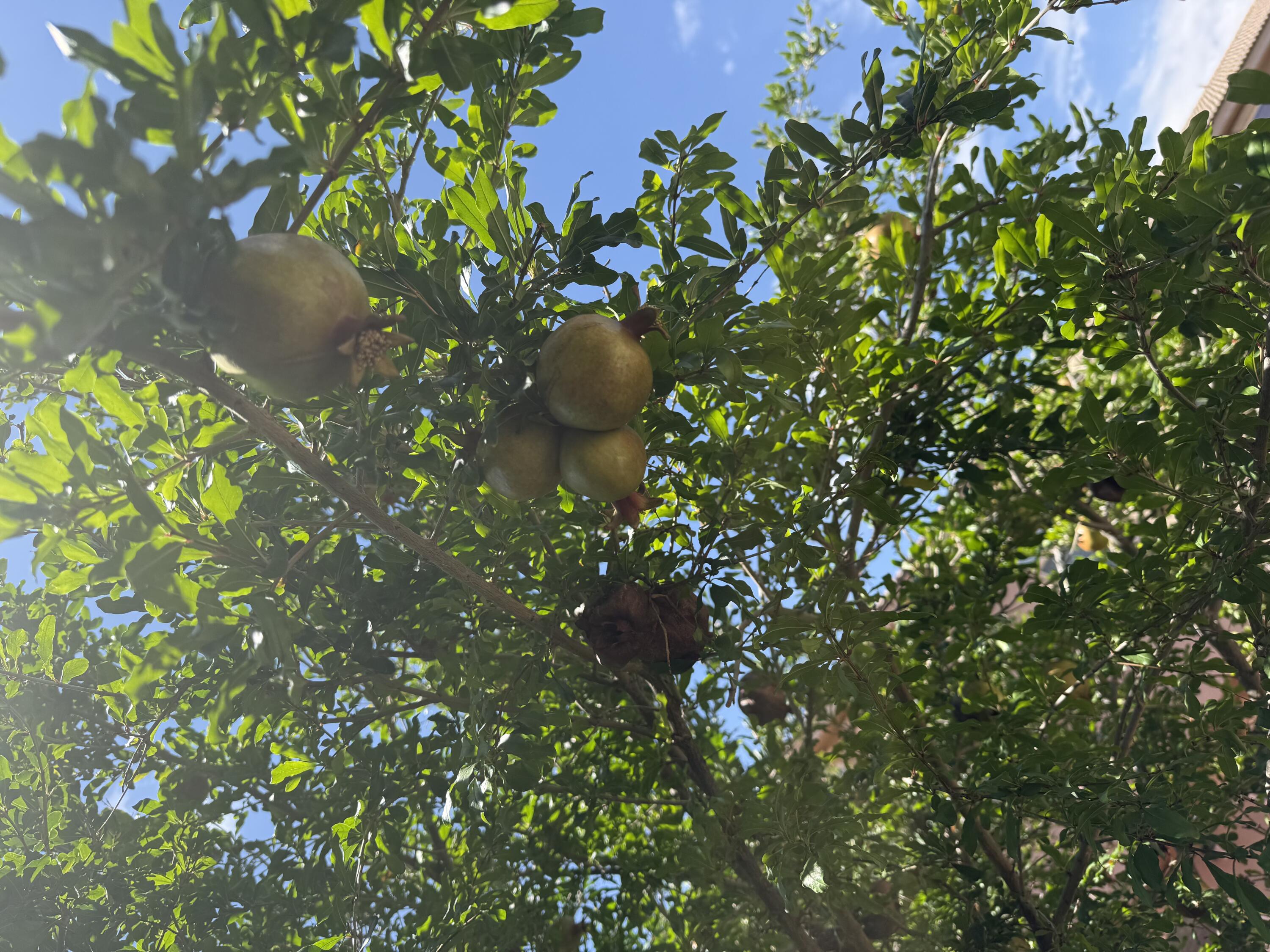 Photo 15 — 10848 Arguello Trail NE