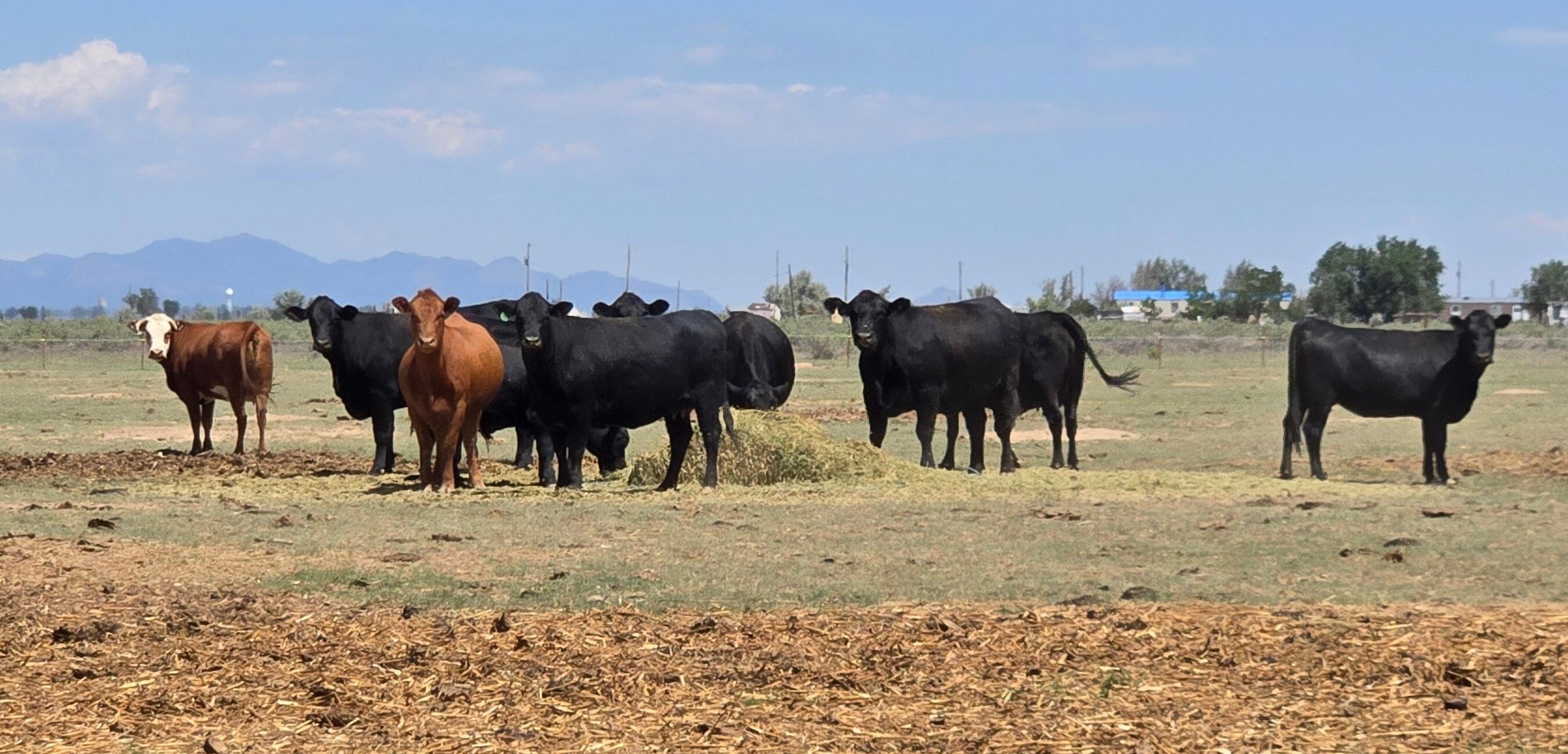 XX Ash Street, Moriarty, NM 87035