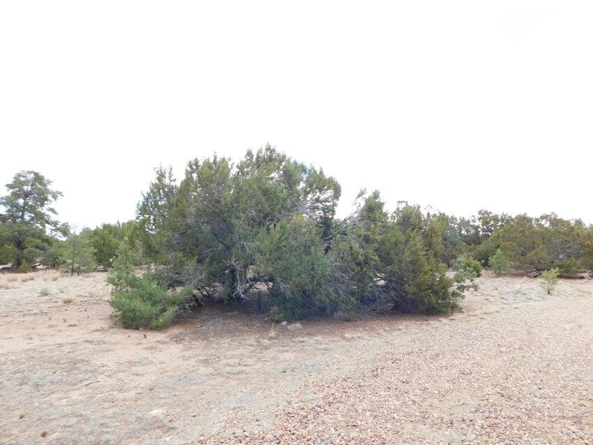Photo 4 — 246 Spring Canyon Drive