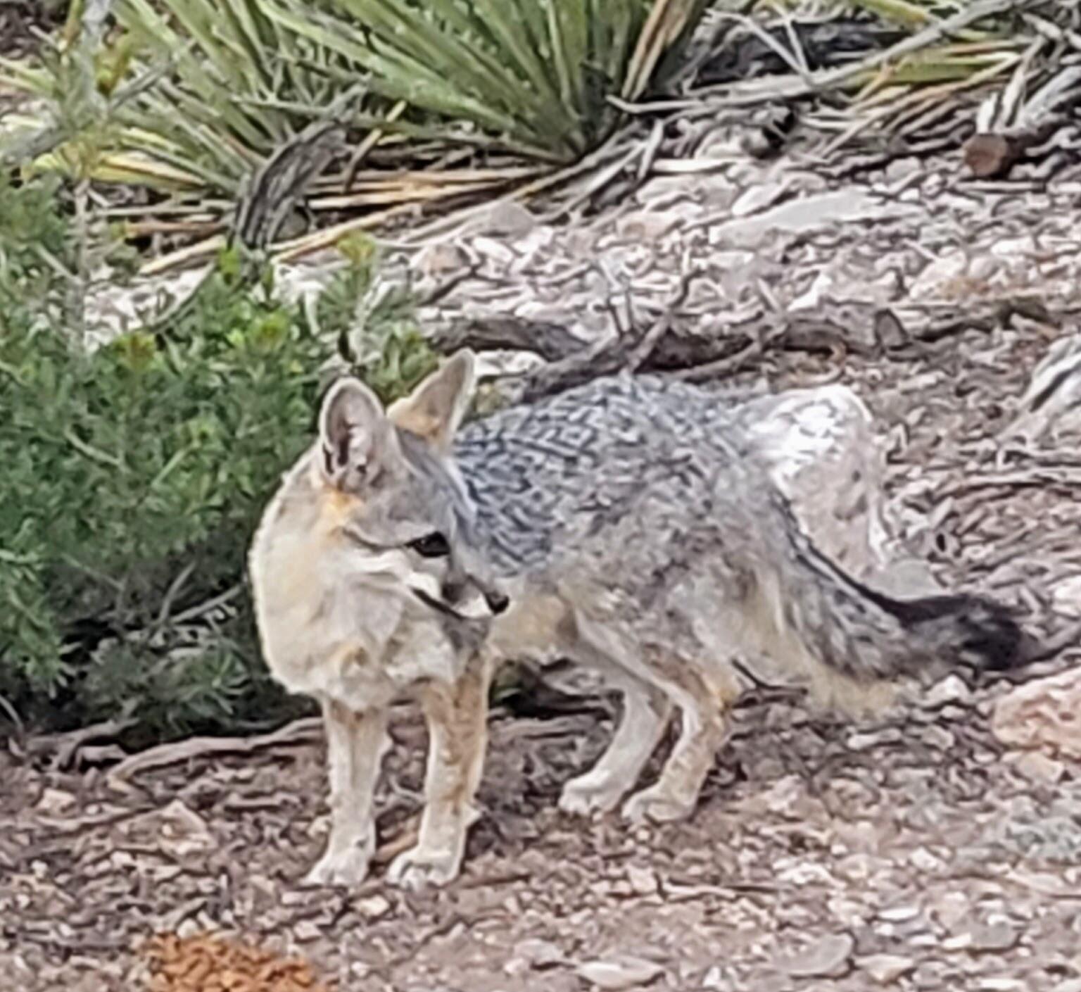 Photo 11 — 1583 Deer Canyon Trail