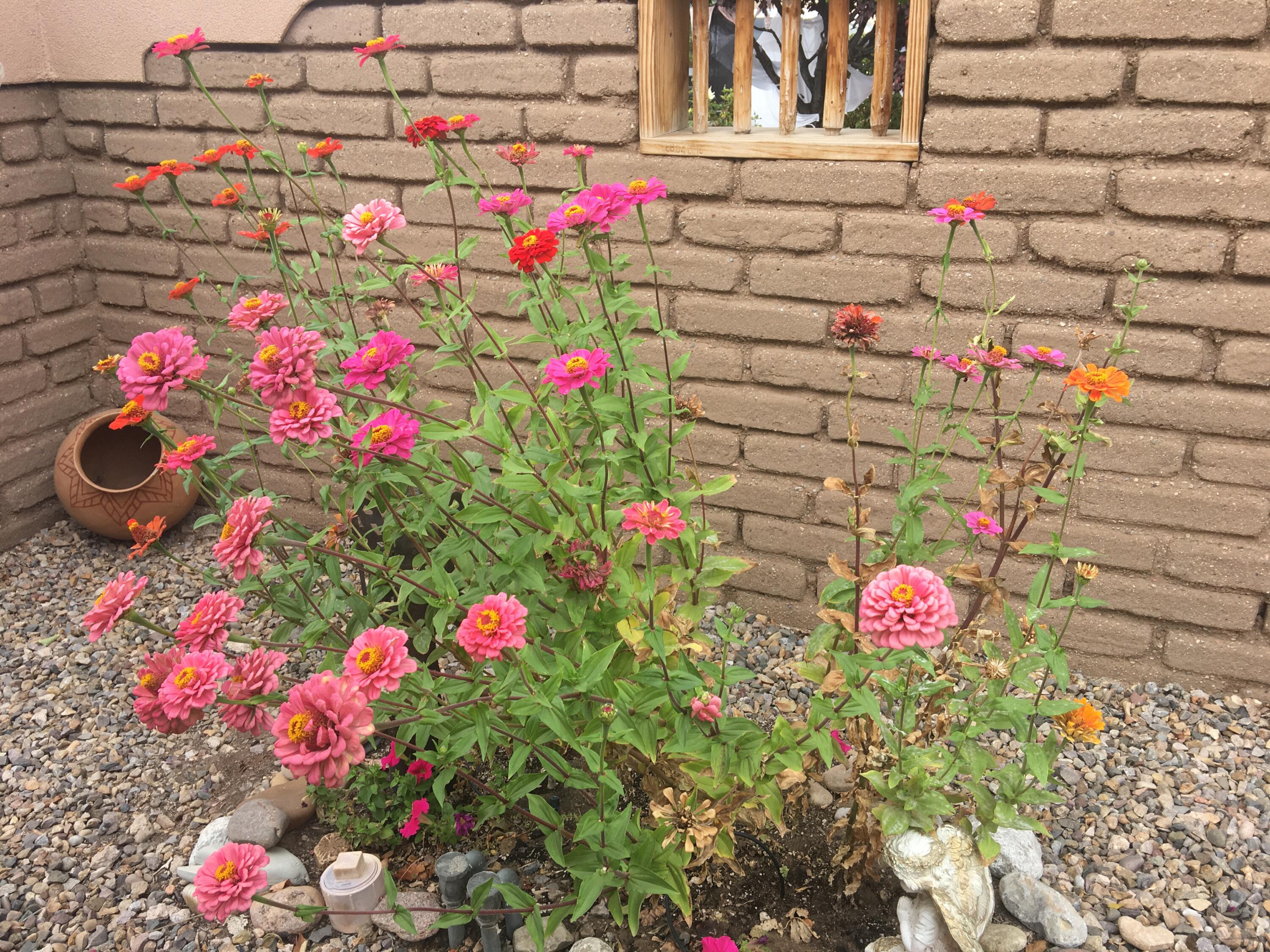 Photo 20 — 316 Cielito Lindo Place NW