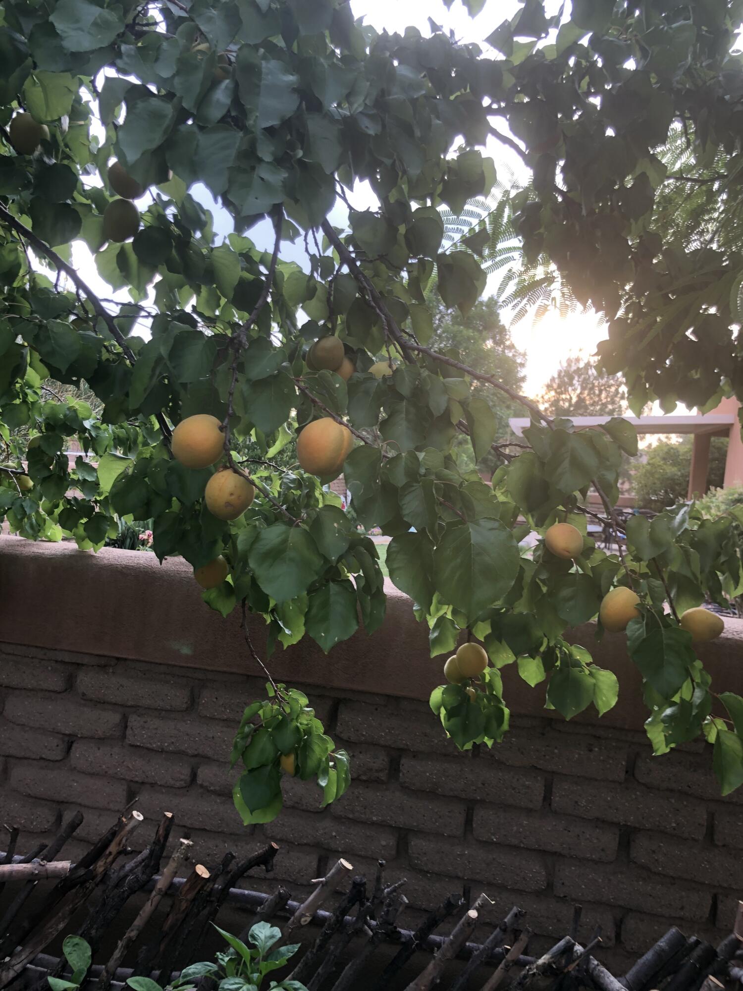 Photo 19 — 316 Cielito Lindo Place NW