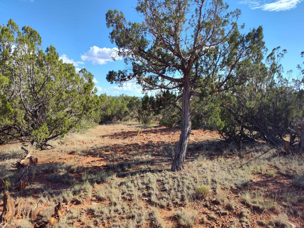 Photo 6 —  Old Abo Trail