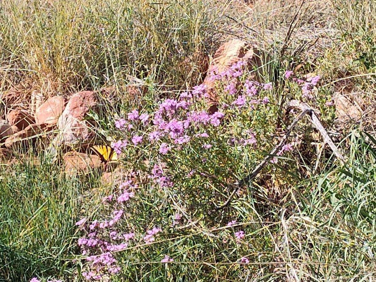 Photo 9 —  Old Abo Trail