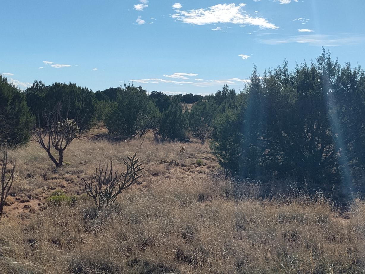 Photo 11 —  Old Abo Trail