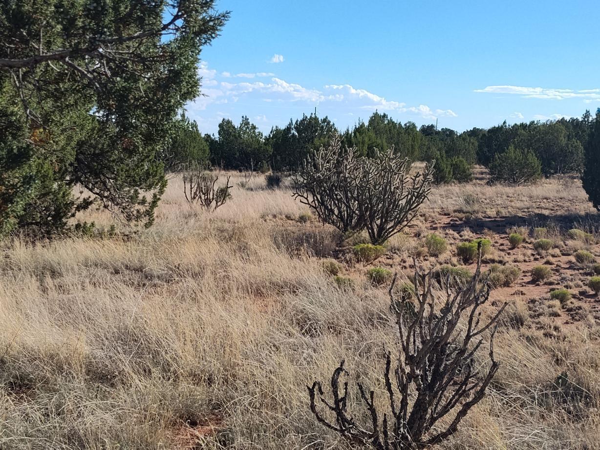Photo 12 —  Old Abo Trail