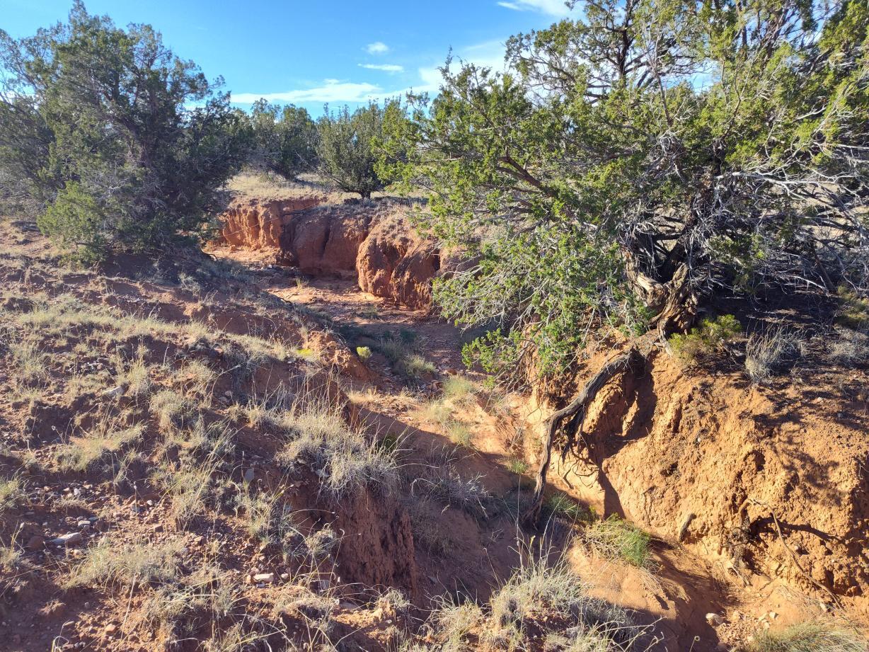 Photo 14 —  Old Abo Trail