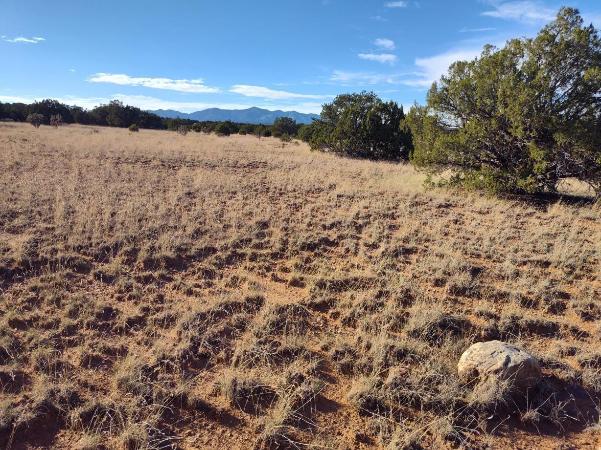 Photo 15 —  Old Abo Trail