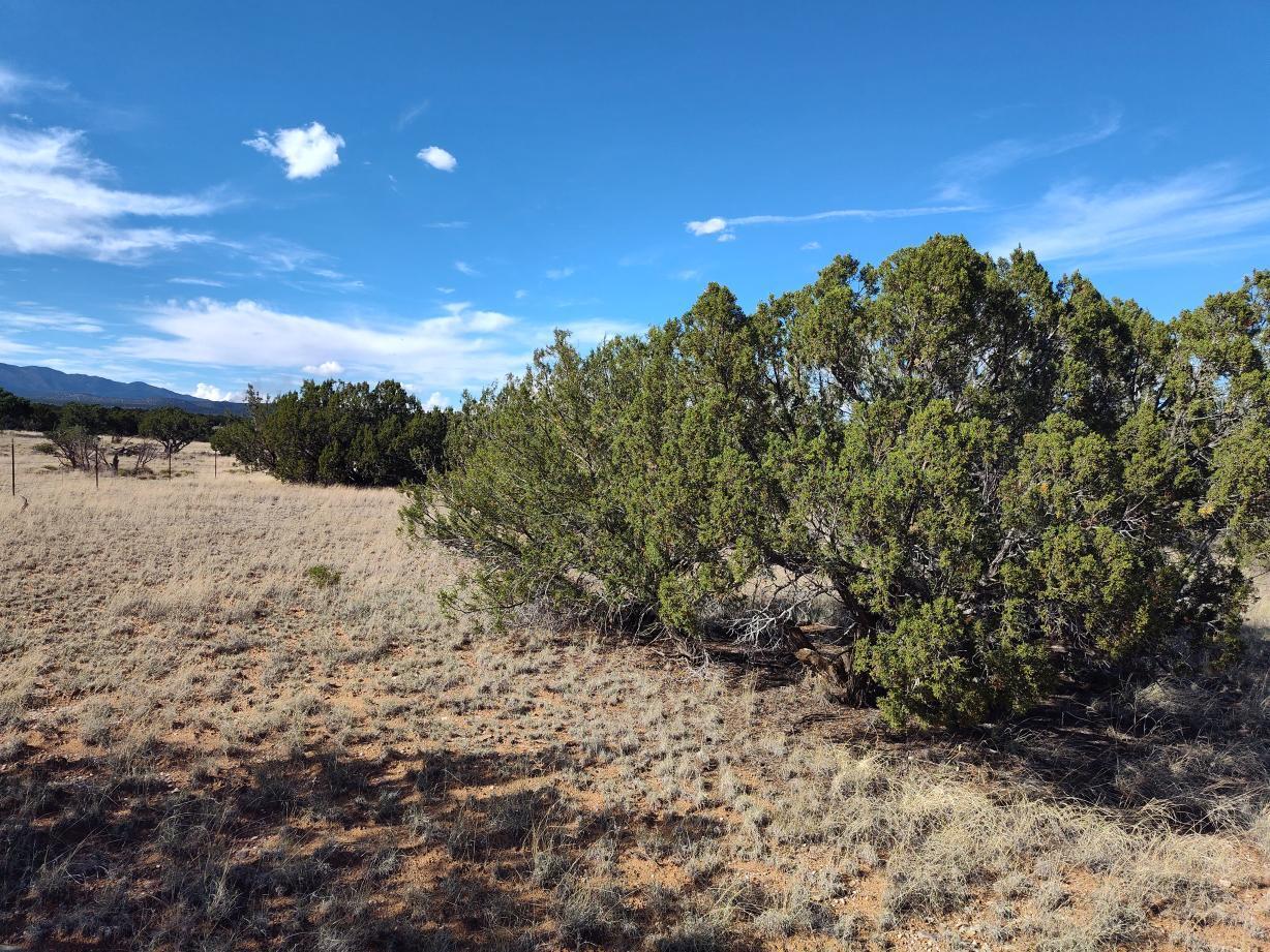 Photo 18 —  Old Abo Trail