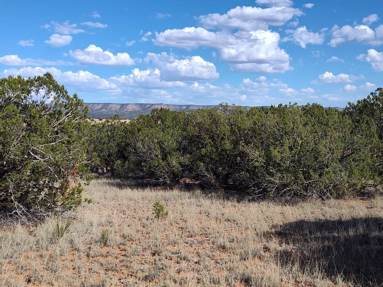 Photo 19 —  Old Abo Trail