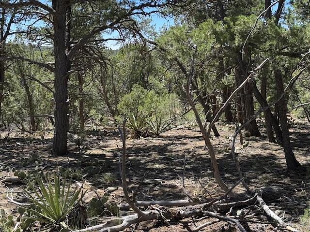 Photo 18 — 26 & 30 Rancho Verde Road