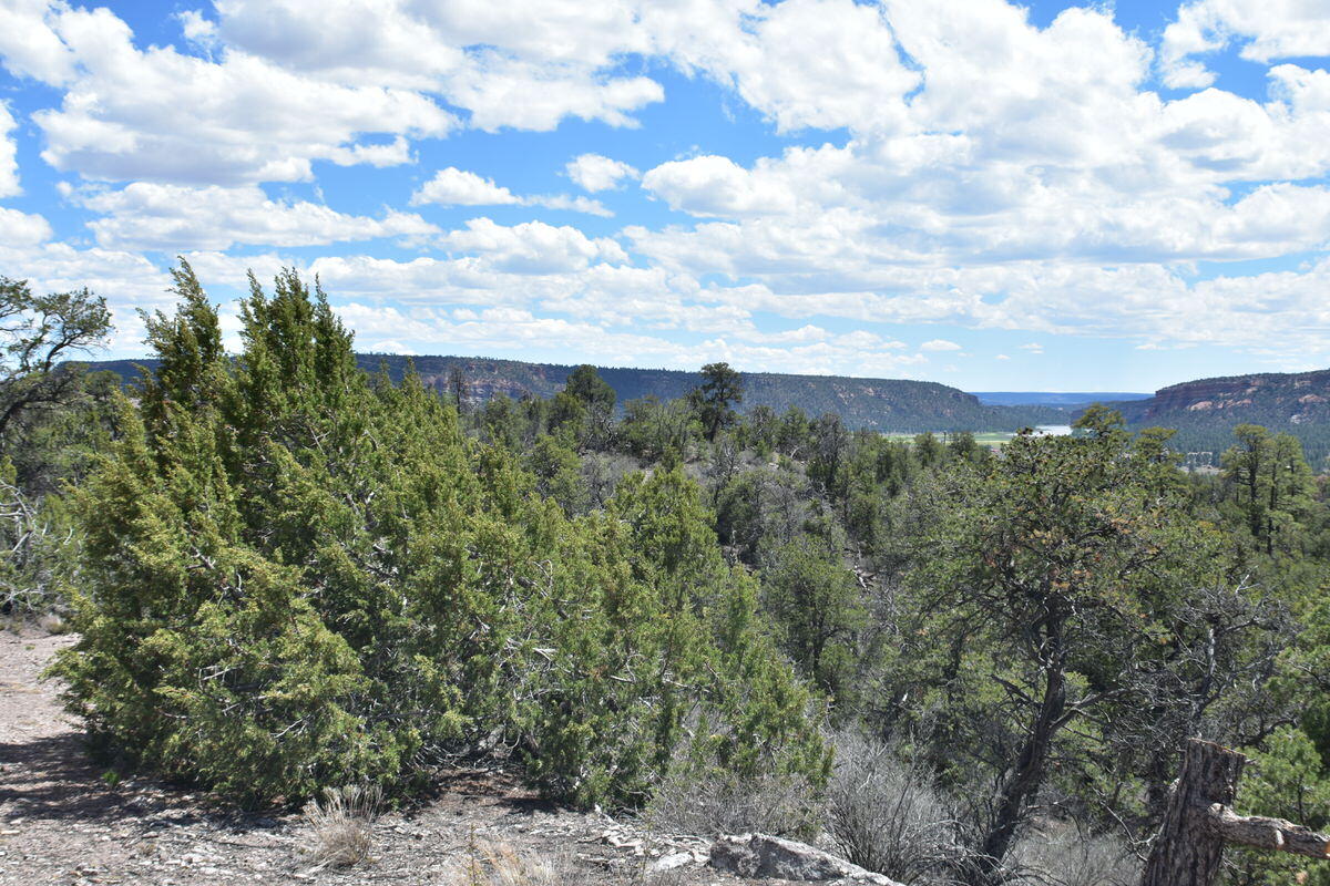 Photo 16 — Lot 20 Sunflower Drive