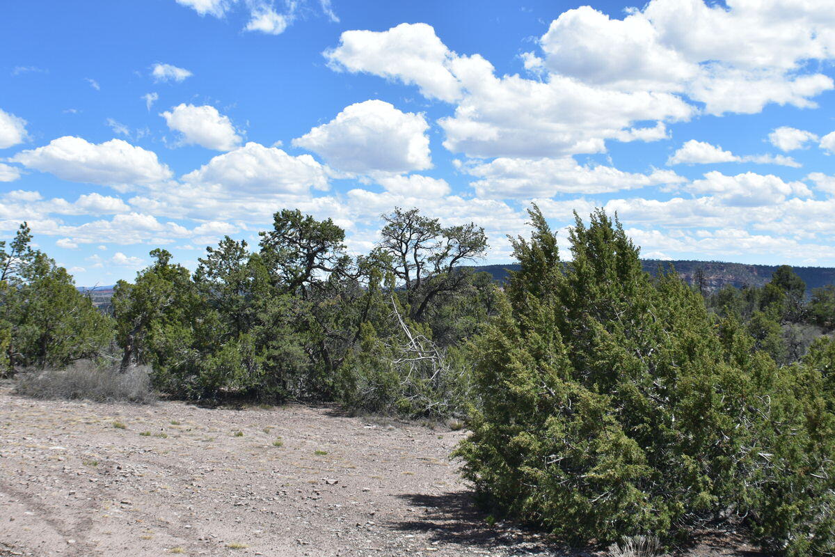Photo 15 — Lot 20 Sunflower Drive