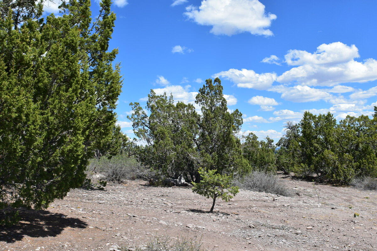 Photo 13 — Lot 20 Sunflower Drive