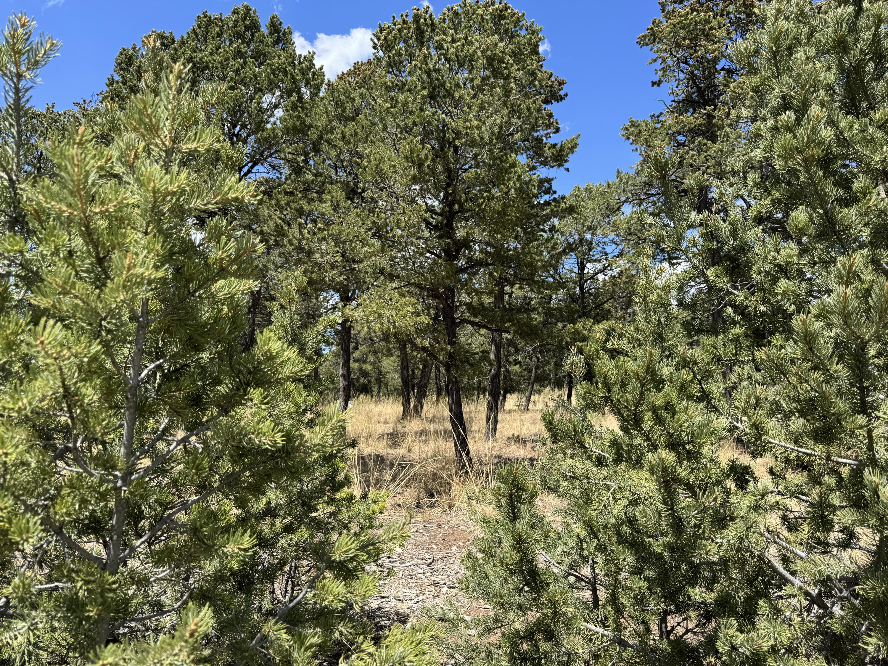 17 Wild Wings Circle, Pecos, NM 87552