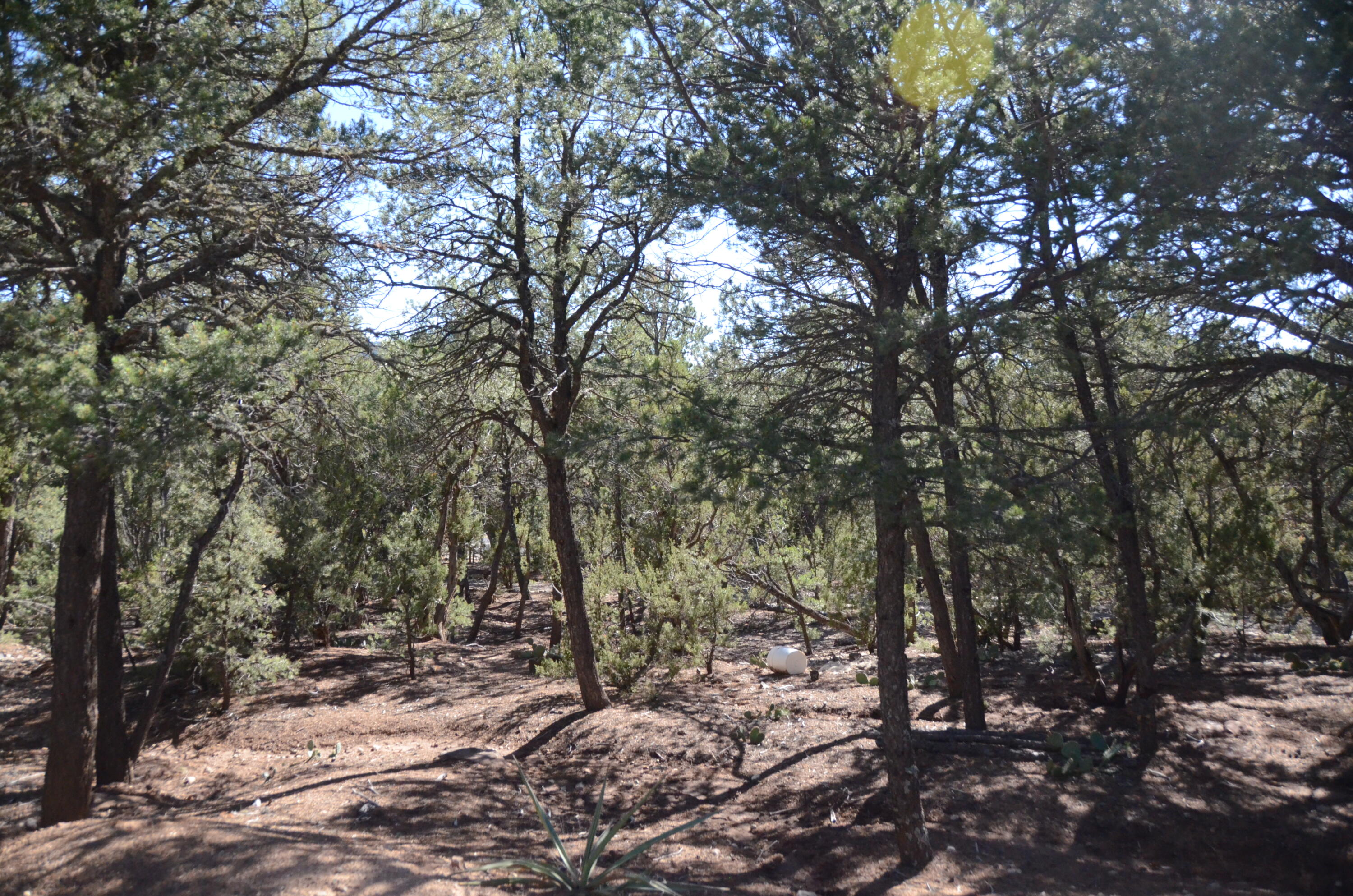 Photo 5 — 109 Via Sedillo Road
